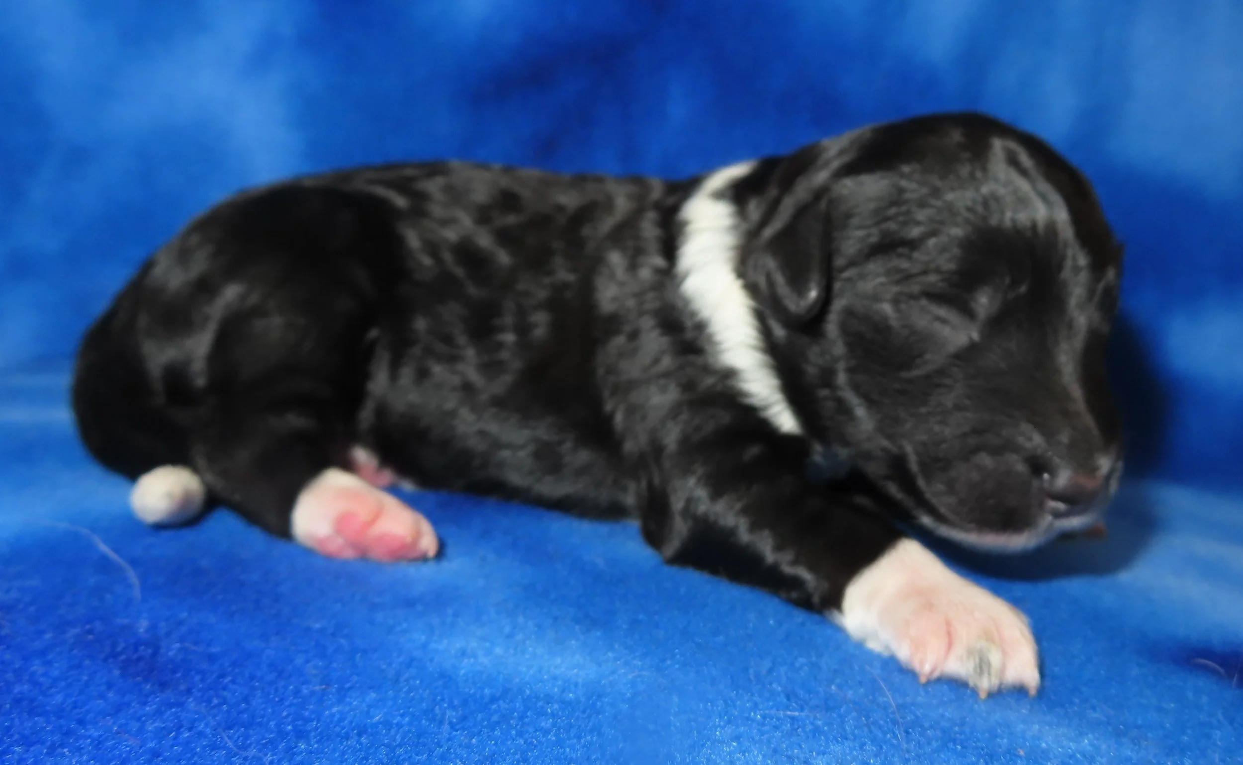 PEPPER PINK GIRL- BLACK & TAN PARTI MINI BERNEDOODLE- $2,800