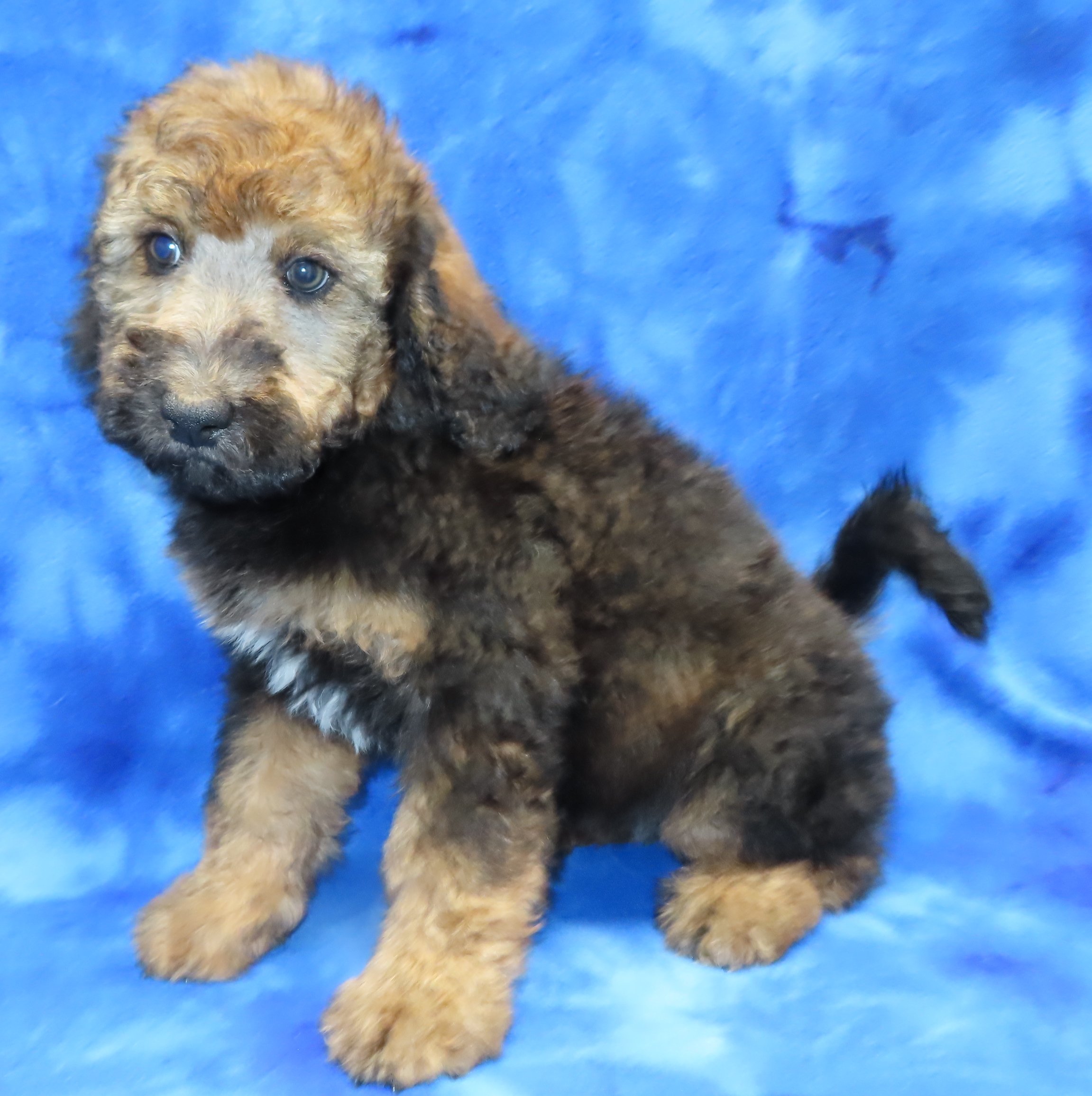 MOCHA RED GIRL- BLACK & TAN BERNEDOODLE $2,500