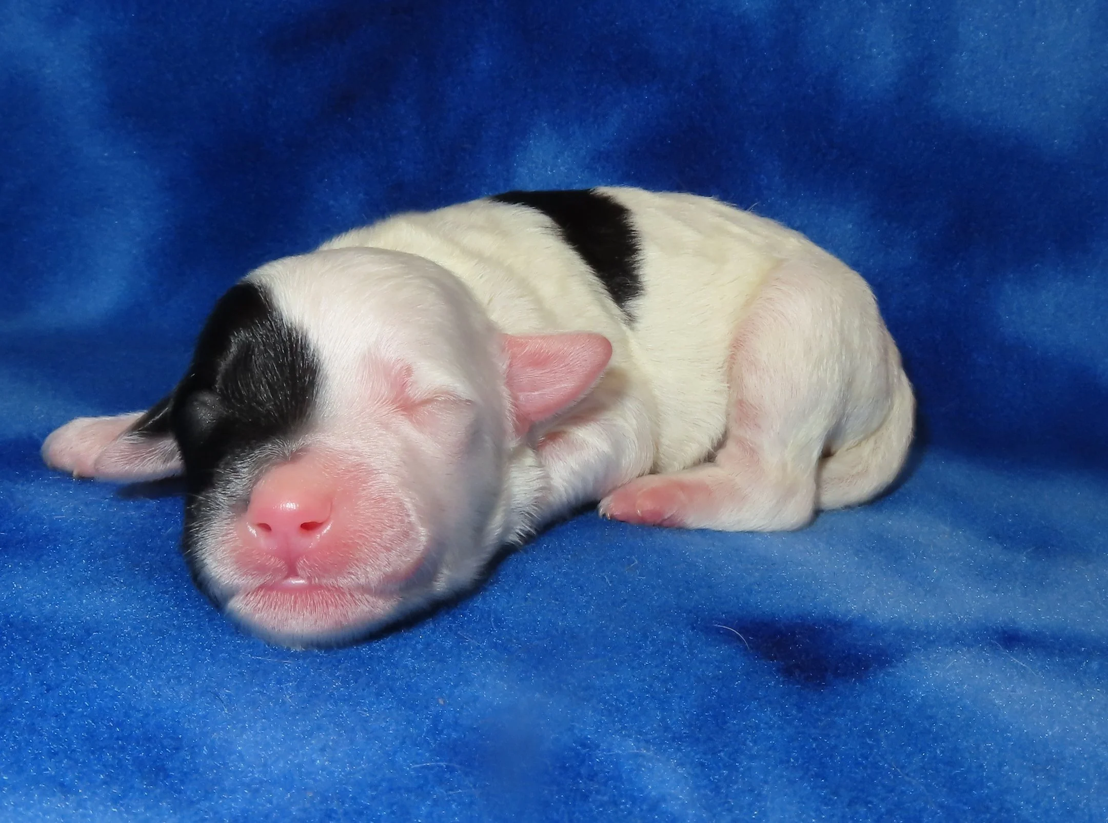 PEPPER BLUE BOY- BLACK & WHITE EXTREME PARTI MINI BERNEDOODLE- $2,800