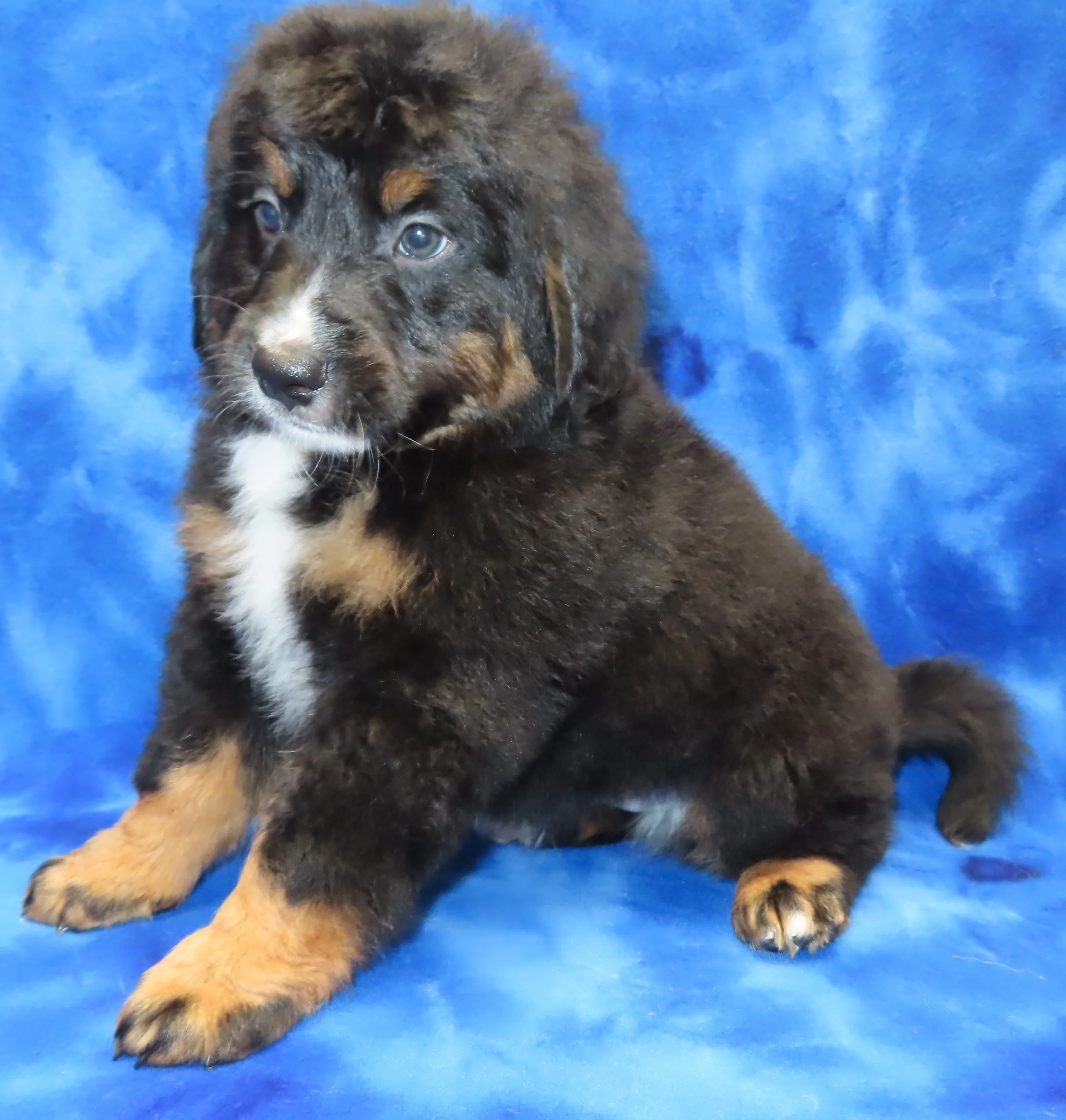LULU RED BOY- TRADITIONAL TRICOLOR MEDIUM SIZE BERNEDOODLE- UNFURNISHED MAY SHED $700