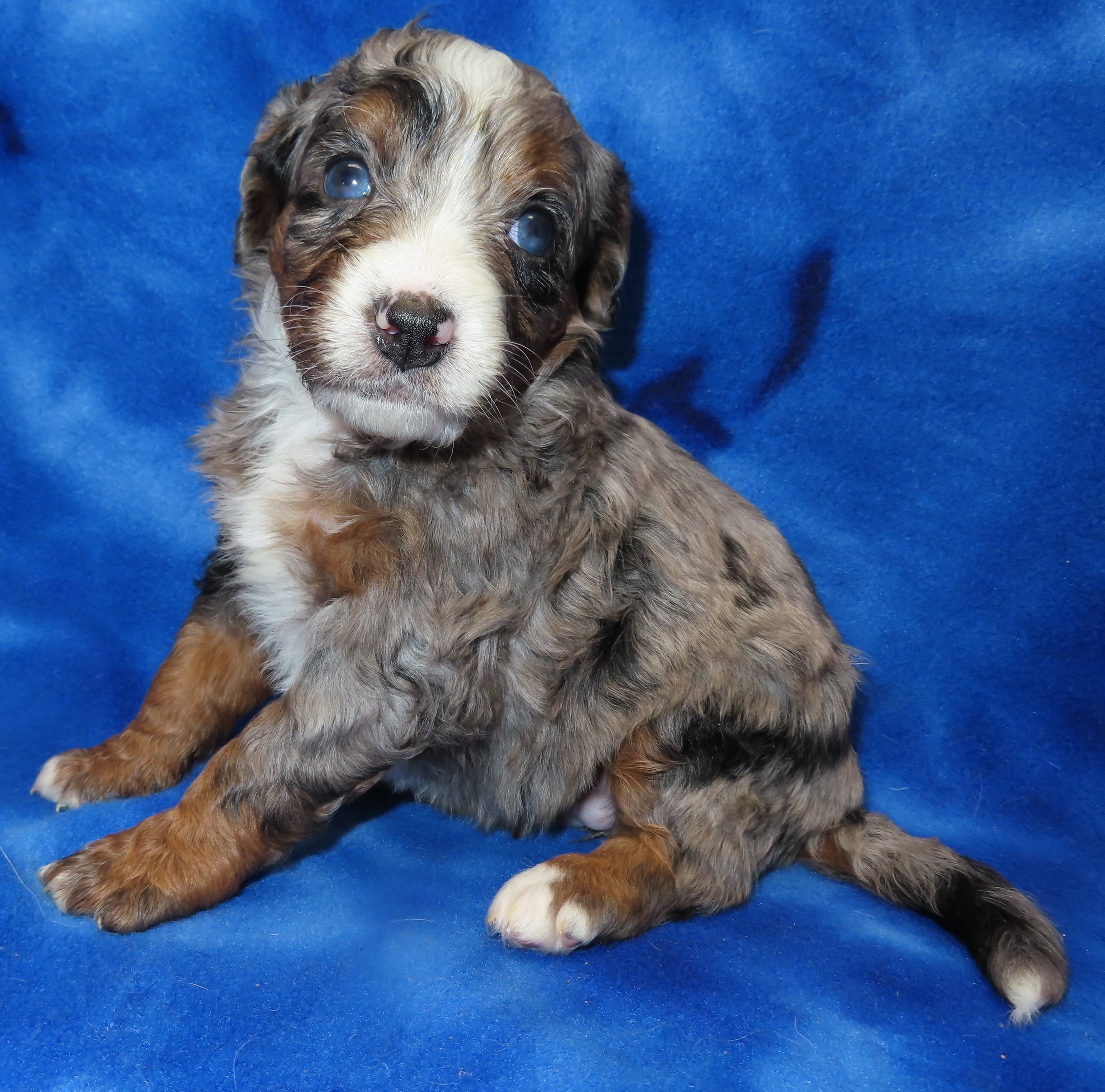 PINK TURQUOISE GIRL- BLUE MERLE TRICOLOR MEDIUM TO SMALL STANDARD BERNEDOODLE- $2,500