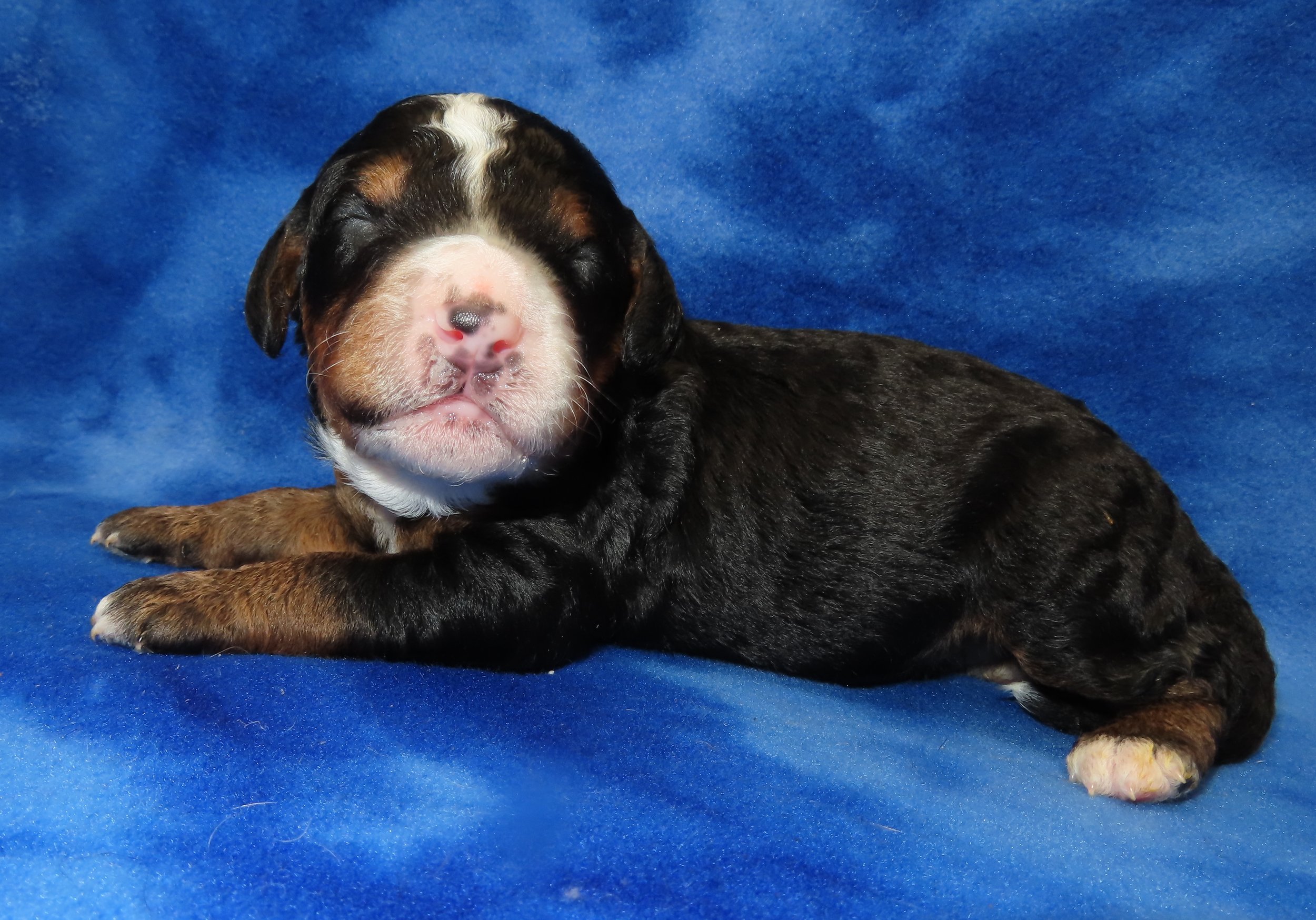STORM ORANGE BOY- TRADITIONAL TRICOLOR BERNEDOODLE (~32-38 LBS) $2,800