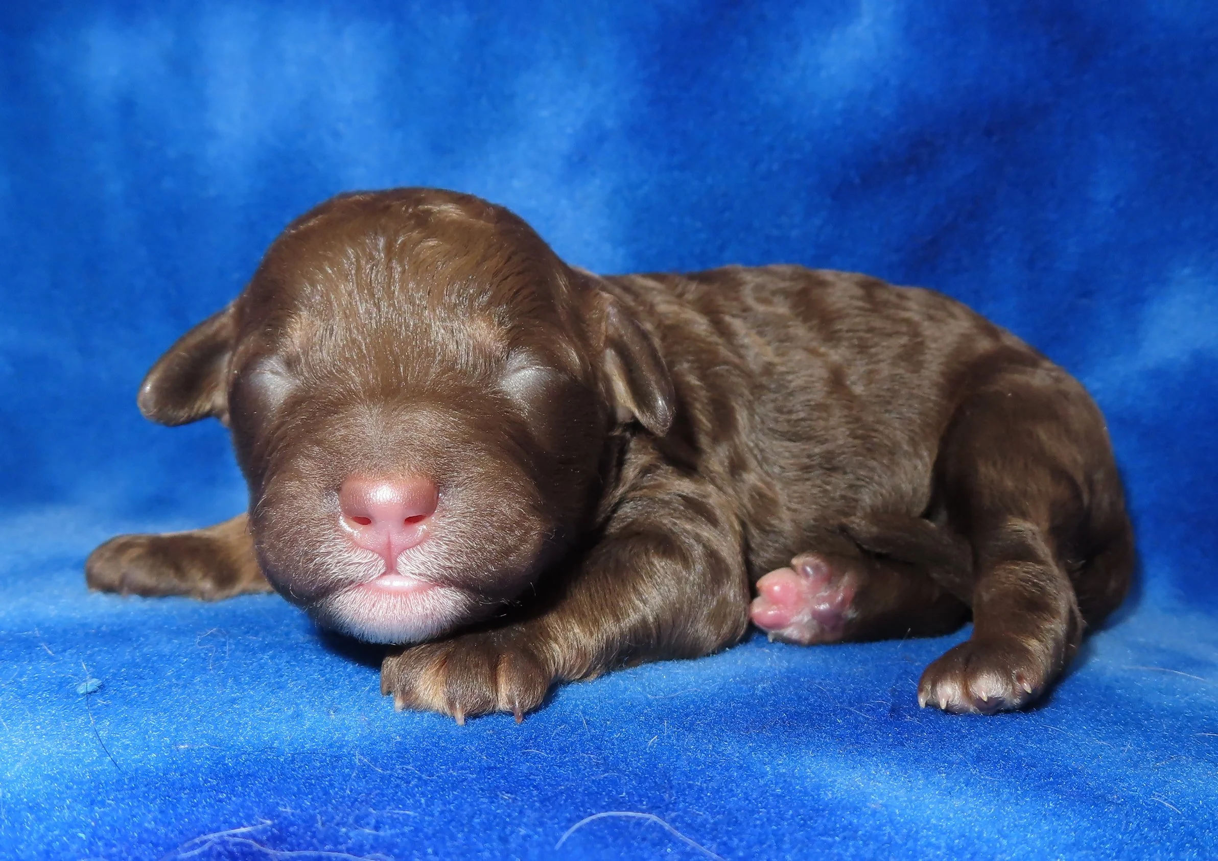 PEPPER YELLOW GIRL- CHOCOLATE BICOLOR MINI BERNEDOODLE- $2,800
