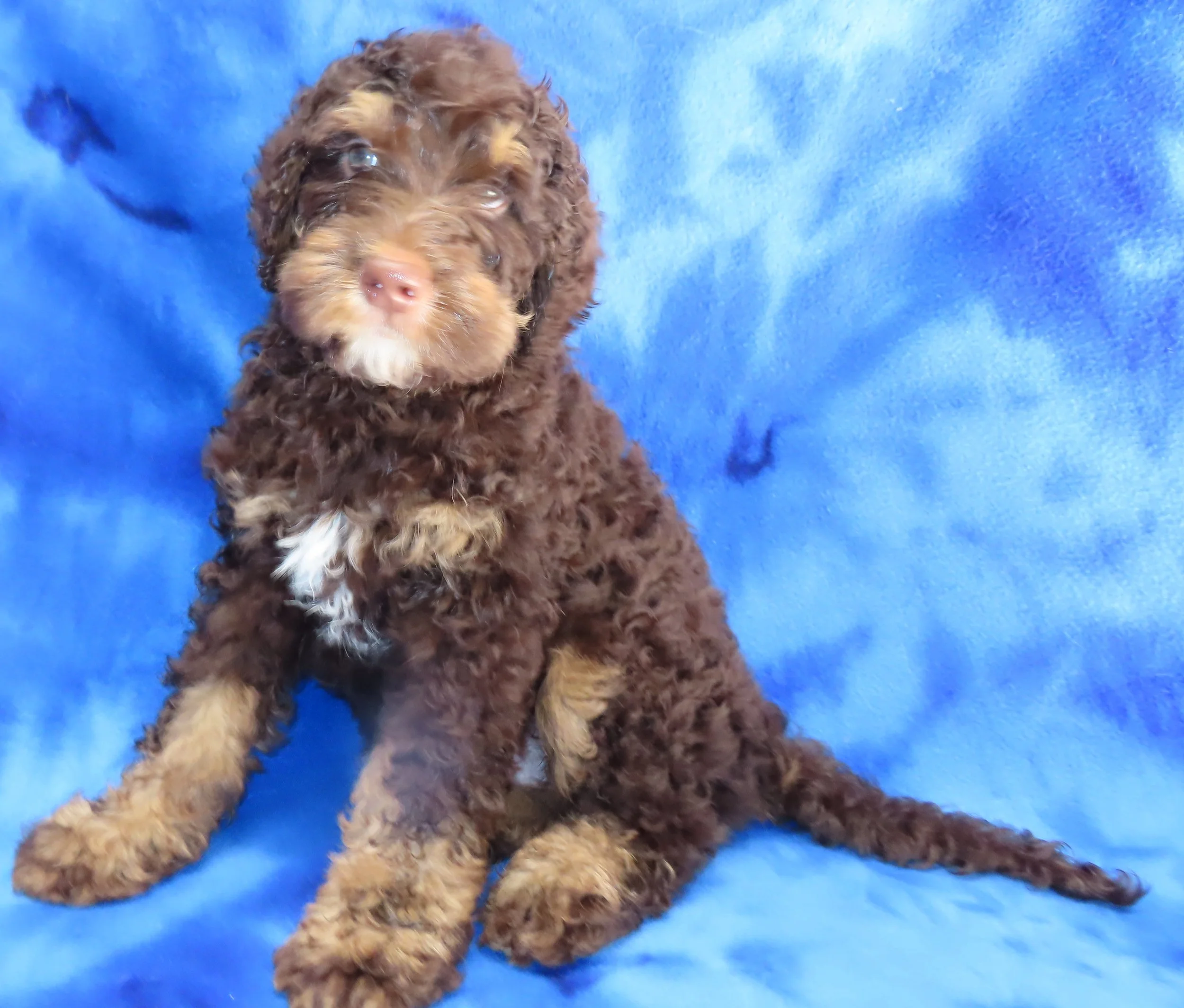 PATSY BLUE BOY- CHOCOLATE TRICOLOR BERNEDOODLE (35-38 LBS) $1,500