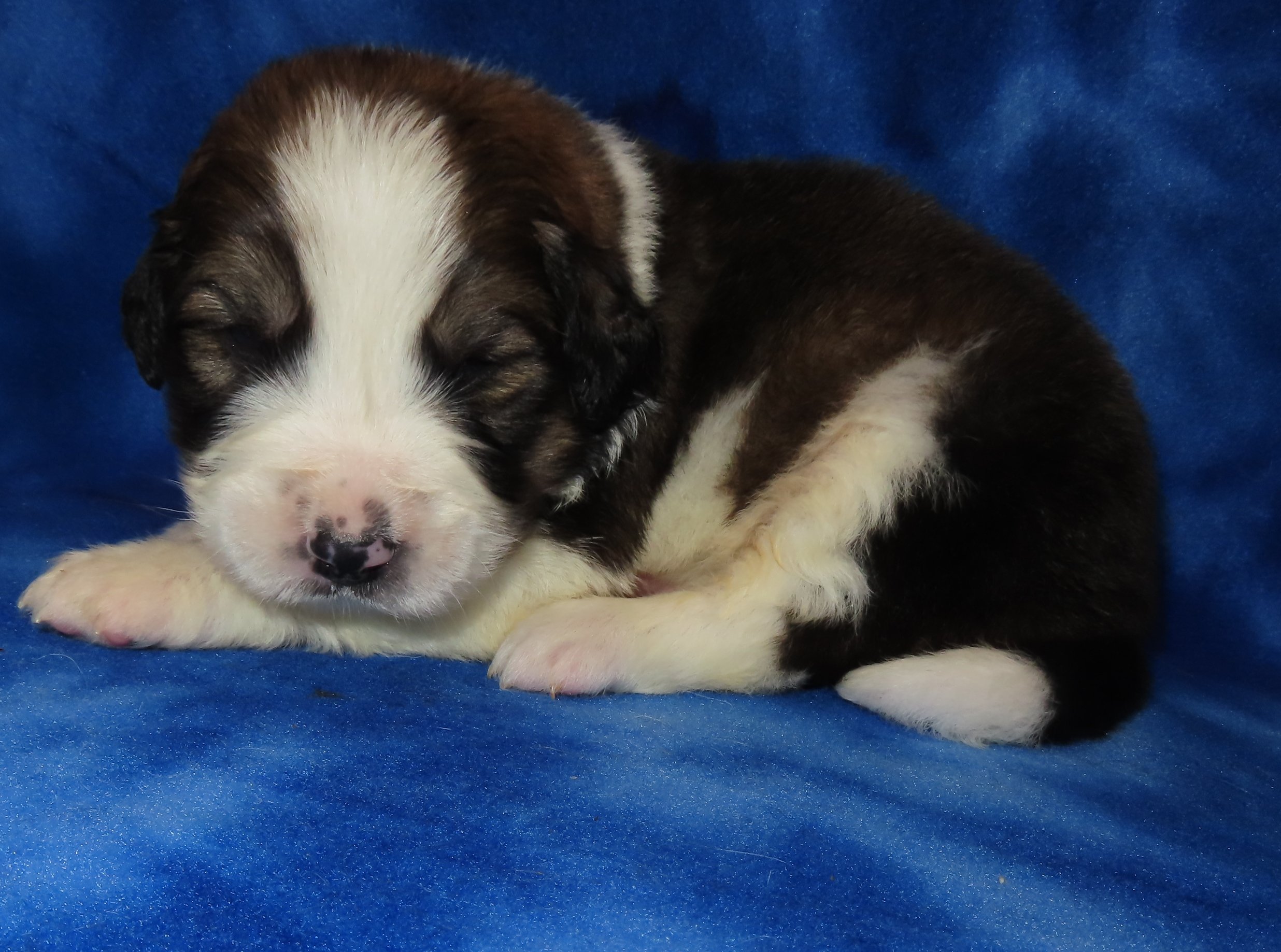 SHASTA ORANGE GIRL- OLDER PIC