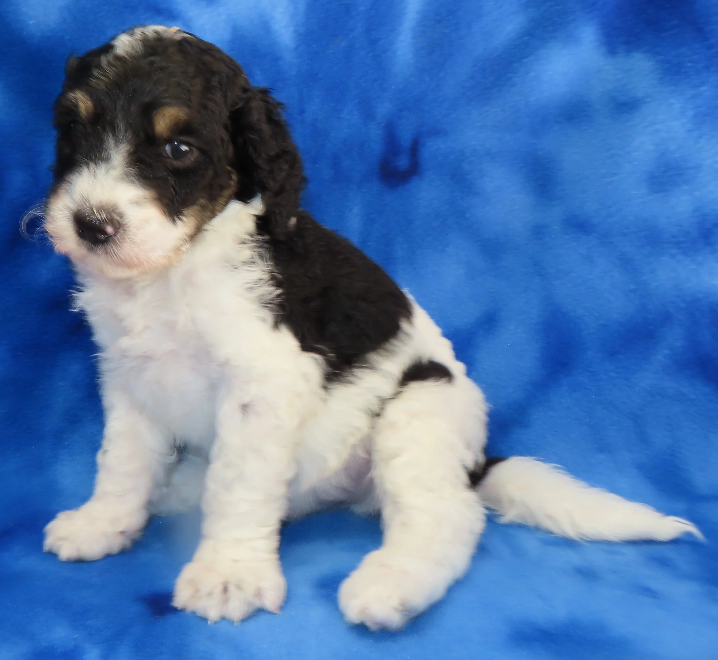 ARROW GREEN BOY- BLACK AND WHITE PHANTOM PARTI BERNEDOODLE (~28-38 LBS) $2,800
