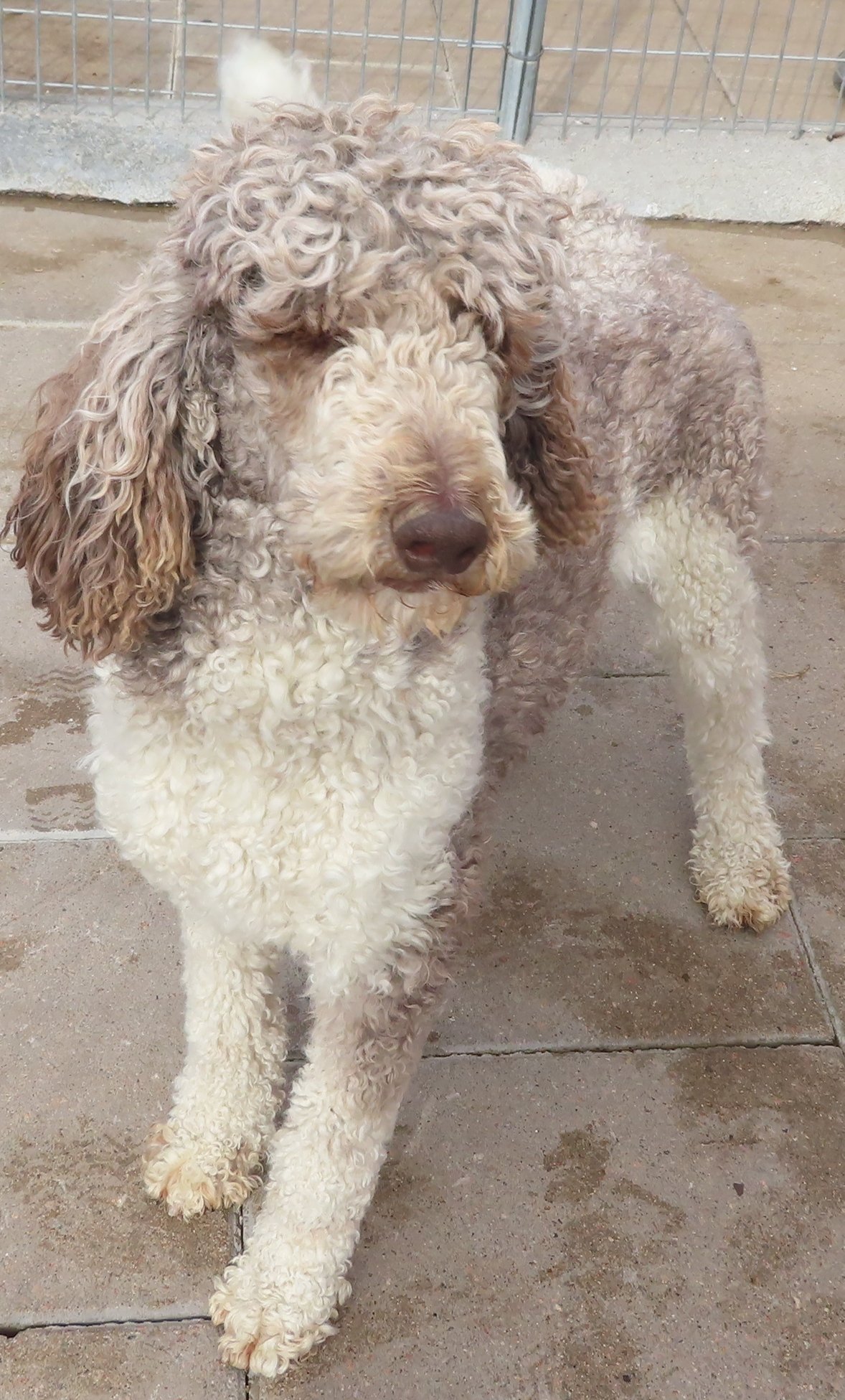 Missy- Chocolate Parti Standard Poodle