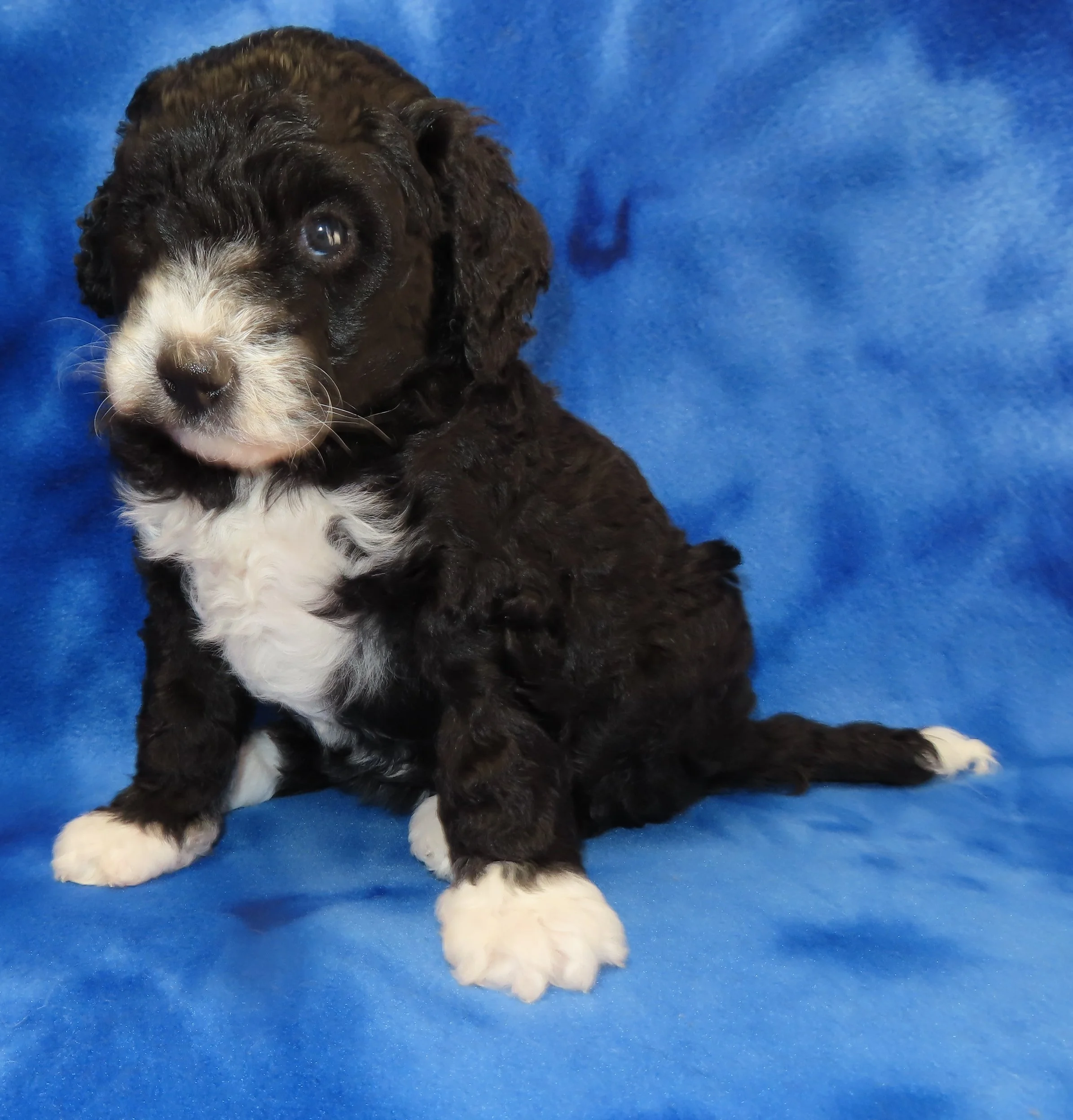 ARROW PINK GIRL- BLACK AND WHITE PHANTOM BERNEDOODLE (~28-38 LBS) $2,800