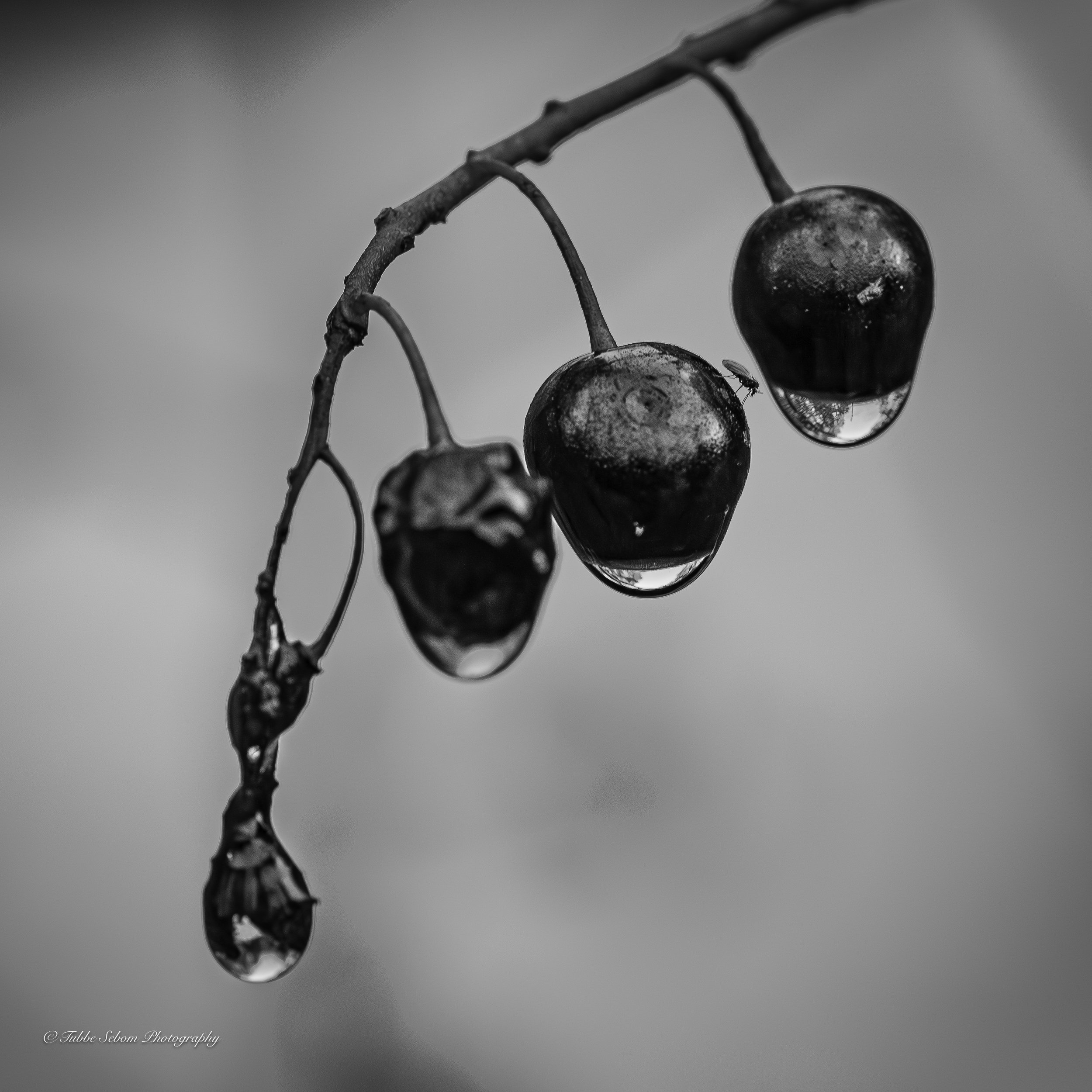 DSC_49162-Förbättrat-BR.jpg