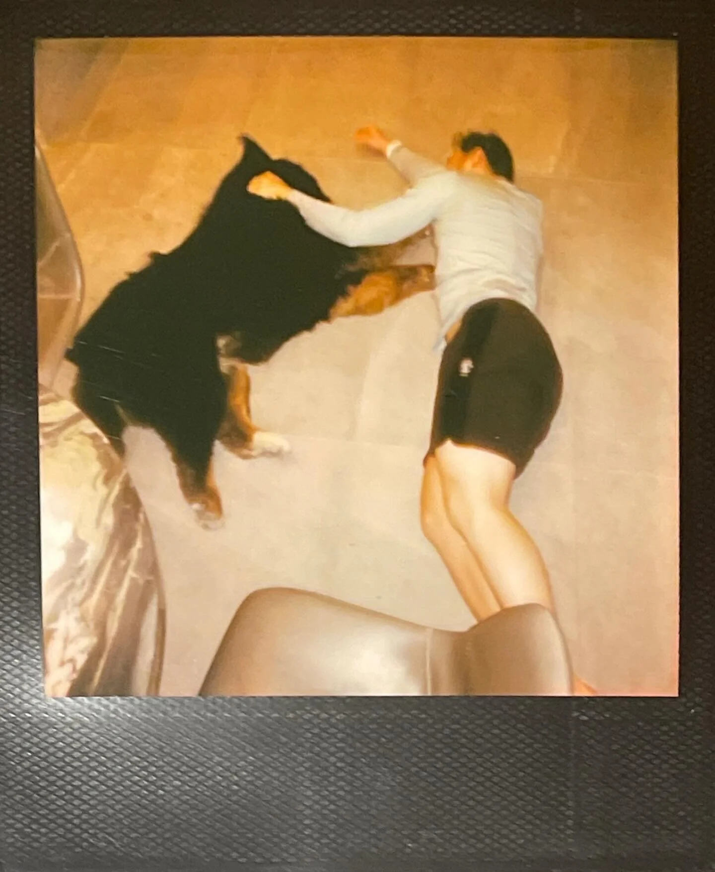 Rest easy Rossi, not a day have you ever been anything other than loving. Try not to fight with Dash too much up there!