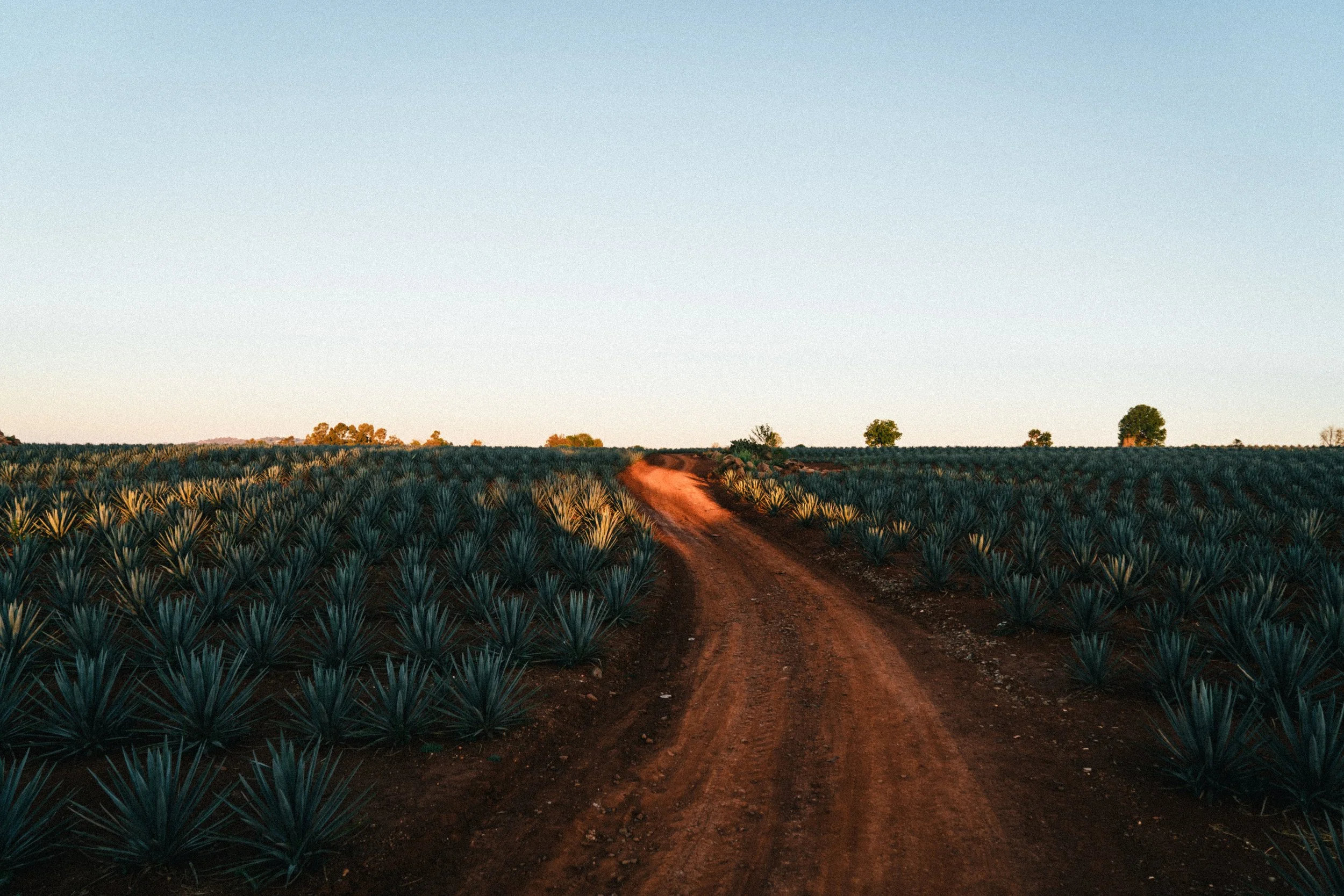 Camino rural en medio de un campo de agaves con un cielo despejado y algunos árboles en el horizonte.