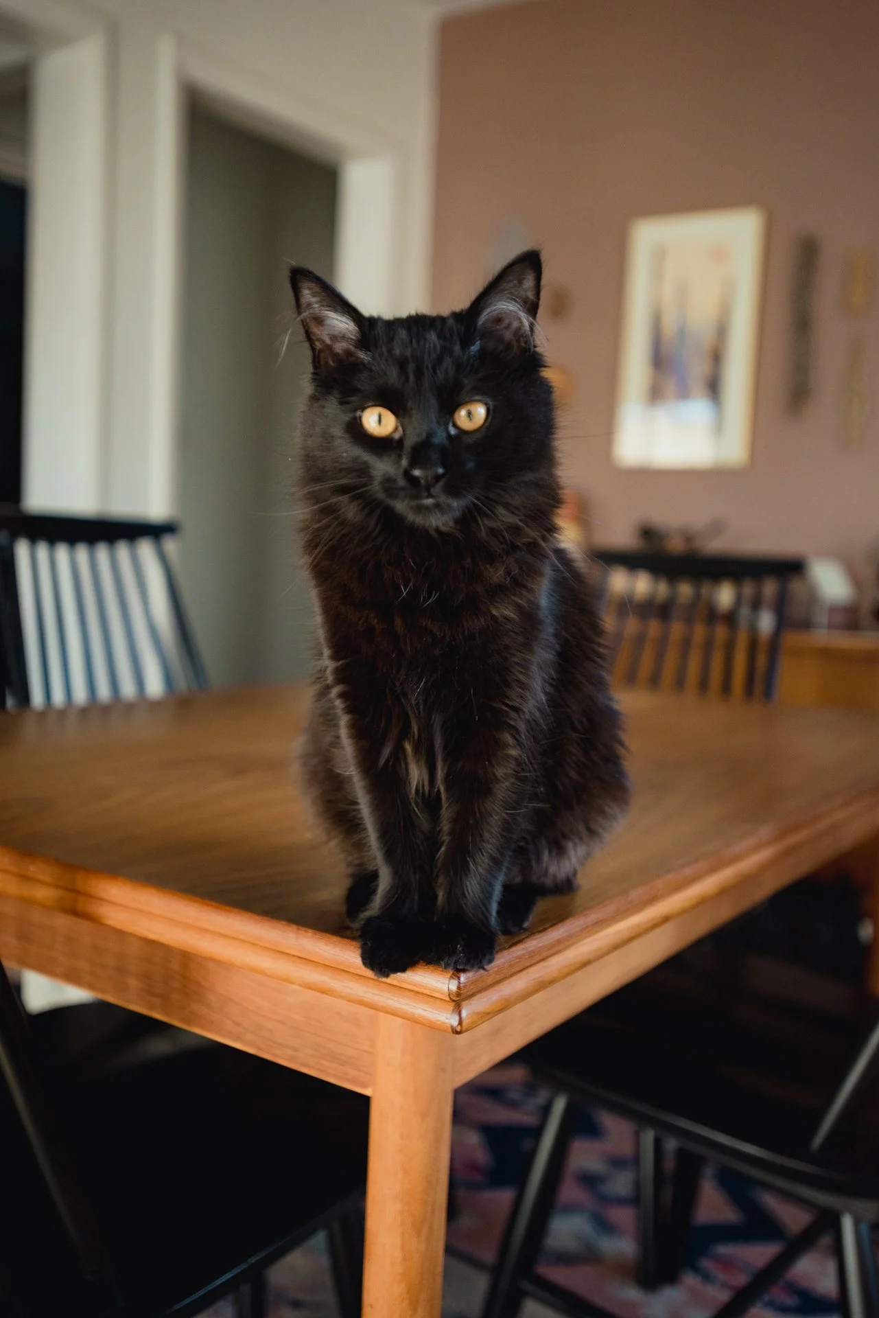 A black cat sitting on a wooden dining table with yellow eyes, in a room with chairs and a framed picture on the wall.