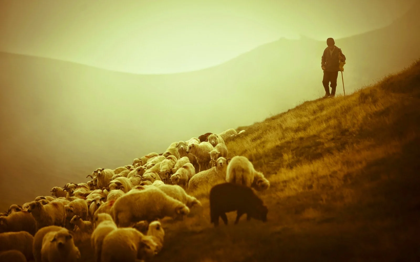 Because shepherds are cool