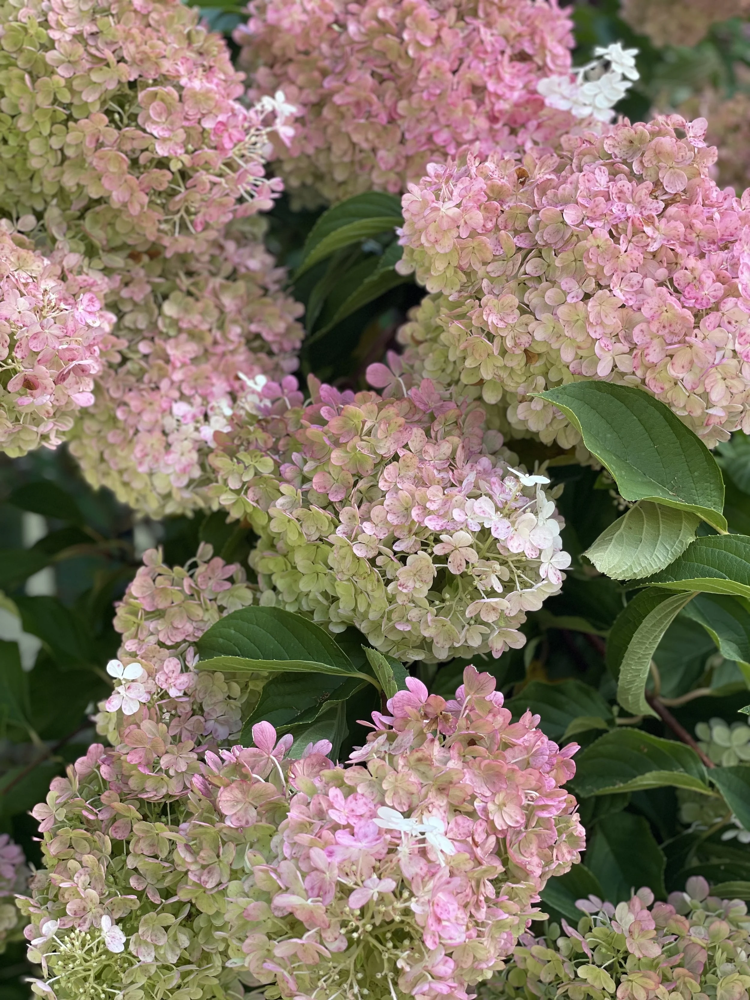 5 Practical Ways to Be Hospitable This Week (Summer Edition)