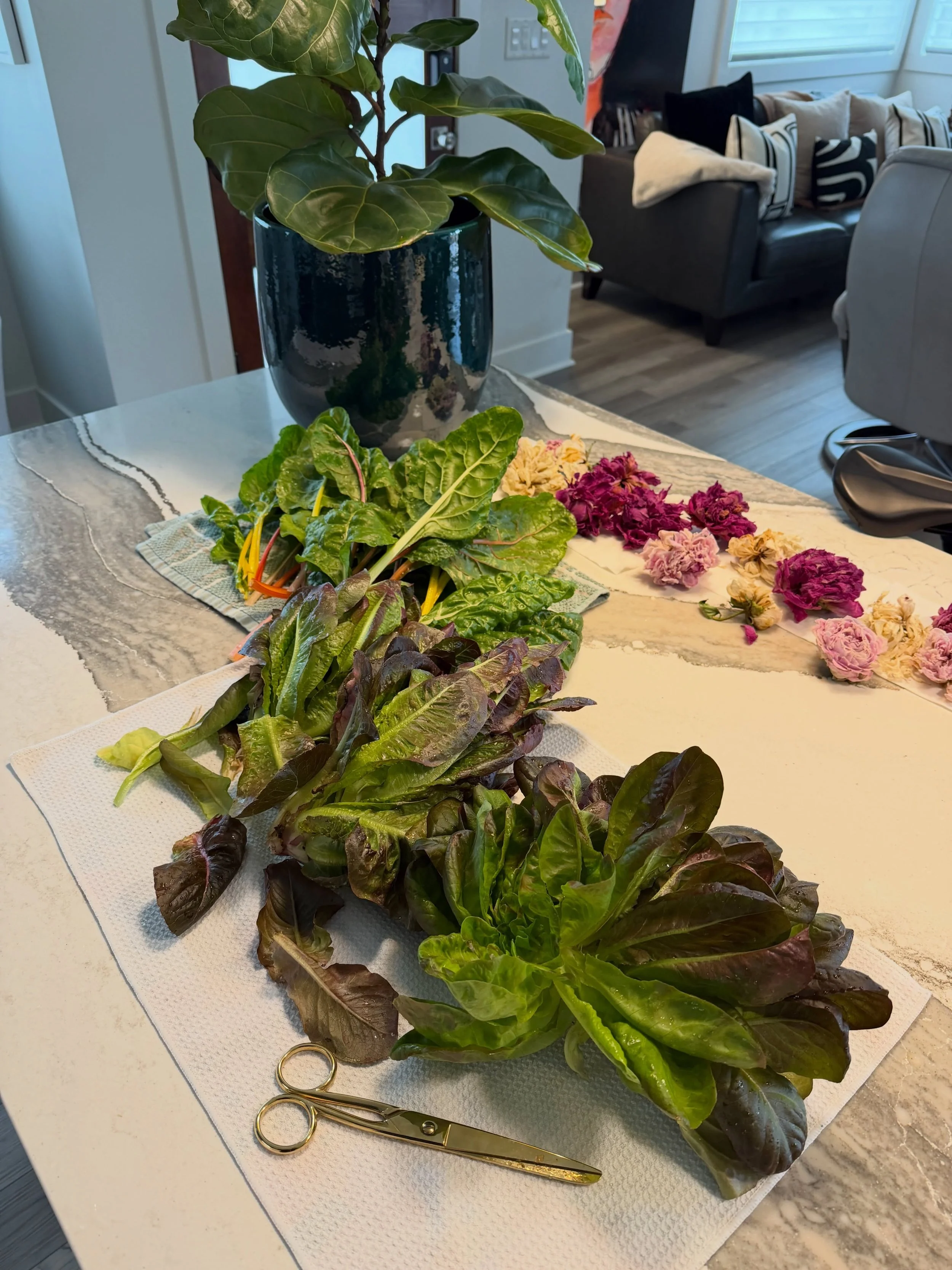 Saturday Harvest for Friends 👩🏻&zwj;🌾

Fully Hydroponic Lettuce from our @lettucegrow farmstand. 

🥬 pomegranate crunch romaine 
🥬 rainbow swiss chard 
🥬 red butter lettuce 

#urbangardening #downtownliving #oldfashionedyetmodern