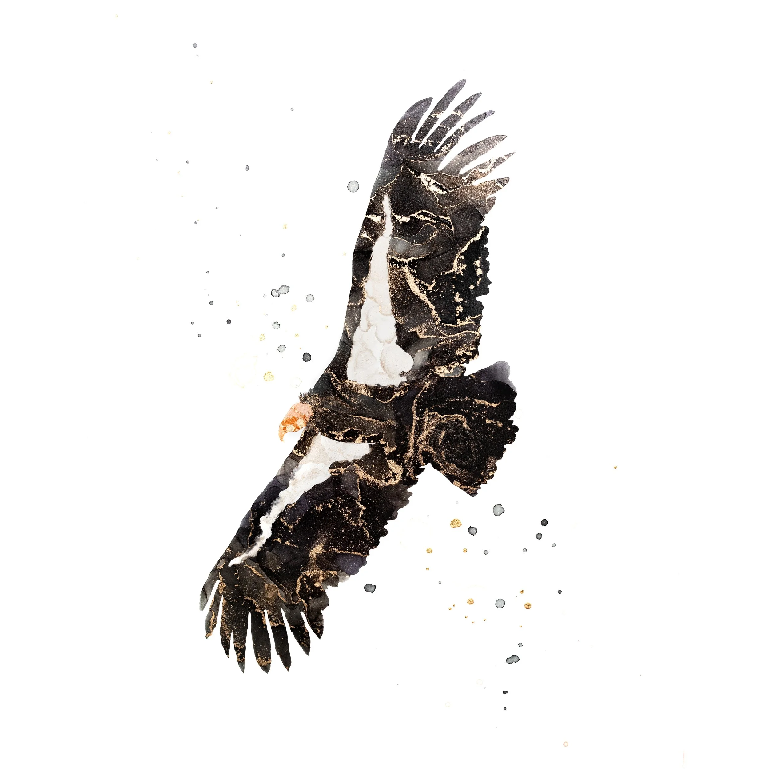condor for print thumbnail.jpg