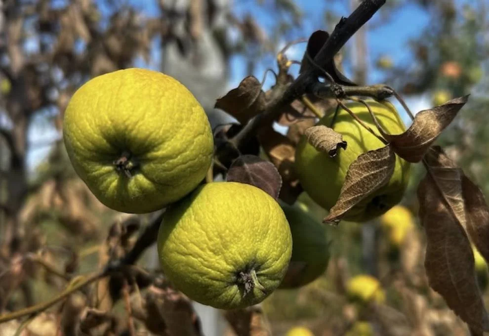 Three green apples hanging on a tree branch with some dry brown leaves around them.