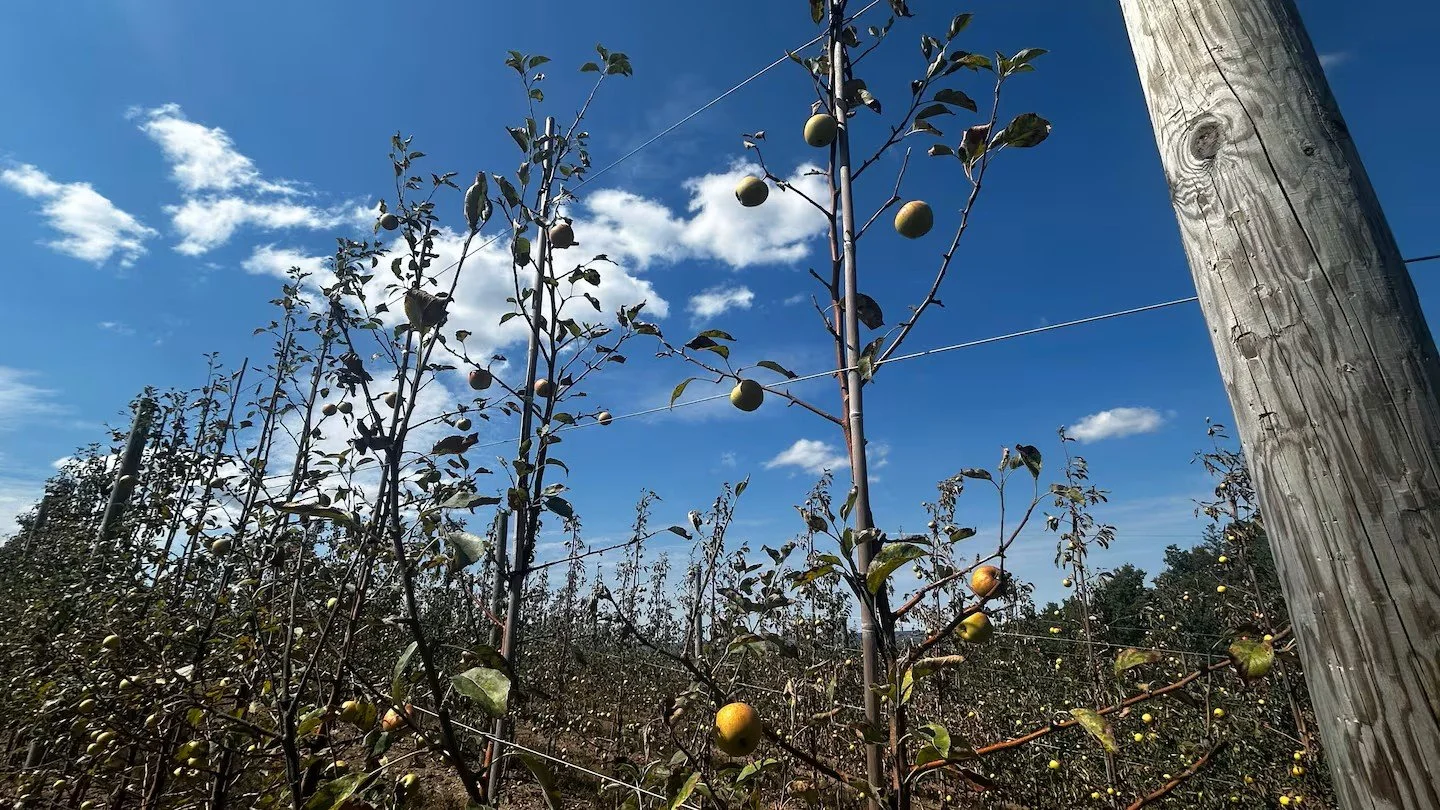 Apple trees growing in an orchard under a bright blue sky with scattered clouds, supported by wooden and wire structures.