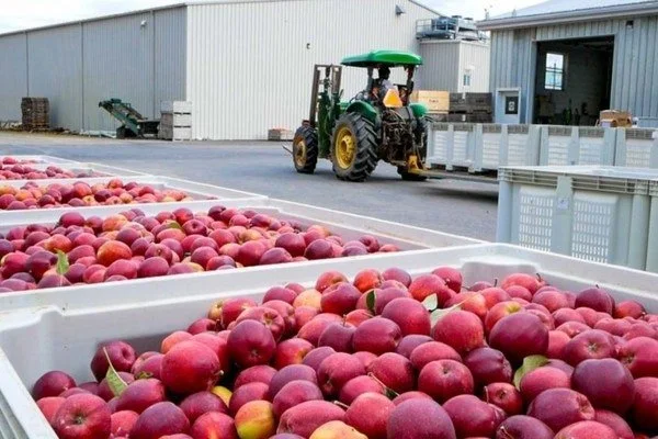 Large crates filled with red apples outside an industrial building, with a green tractor and storage containers in the background.
