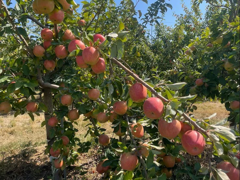 Apple orchard with numerous red and yellow apples ripening on the trees in bright sunlight.