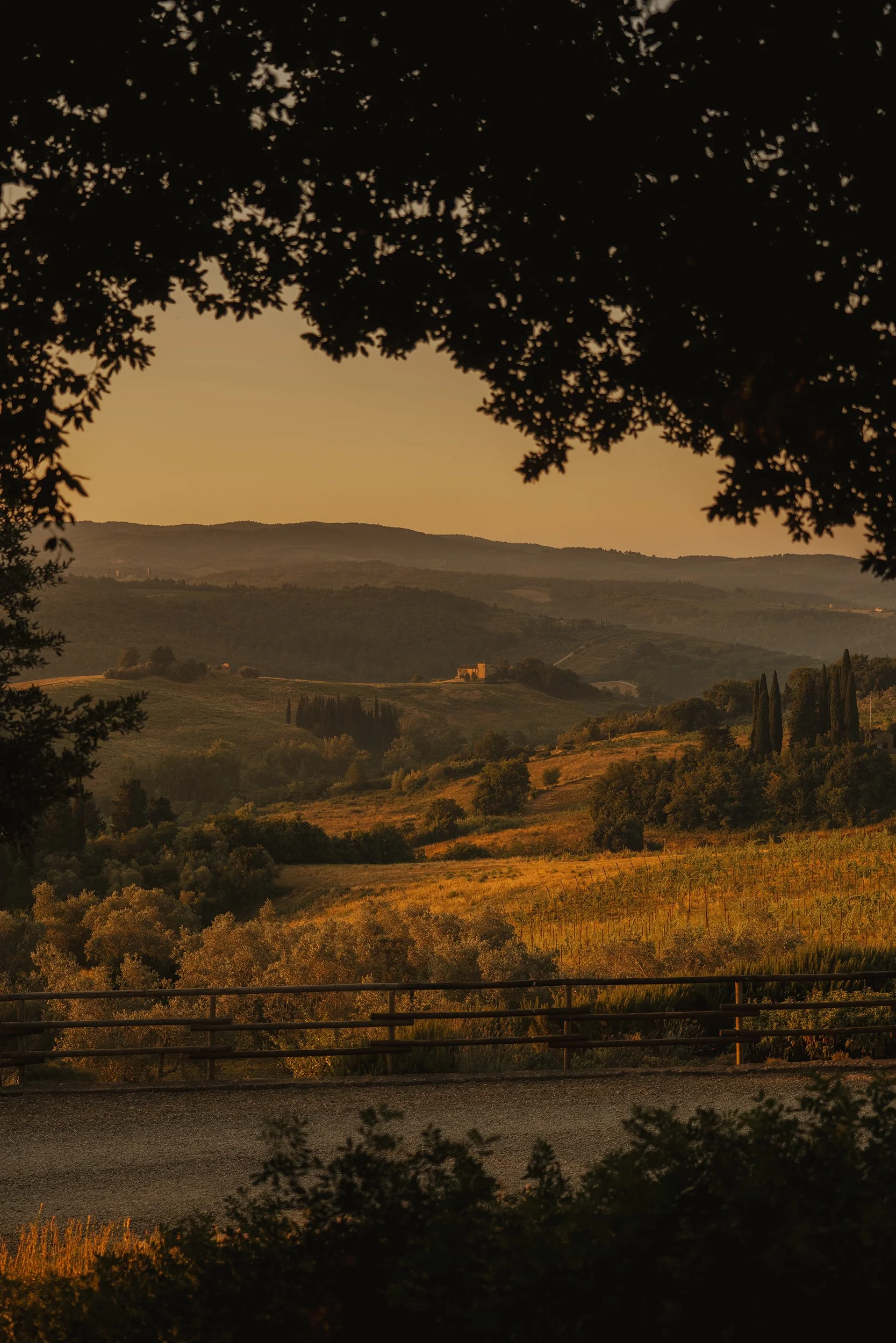 Sunset over rolling hills, framed by tree branches and leaves.