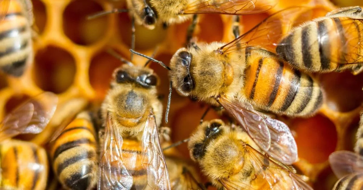 BUZZ Club
 Age 5-12+
 
 
Fortnightly sessions exploring the world of the honey bee, learning about their life cycle, habits and seeing them up close using microscopes and apiary visits.