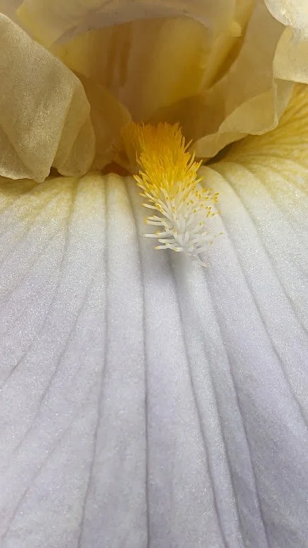 Iris insides 1/4