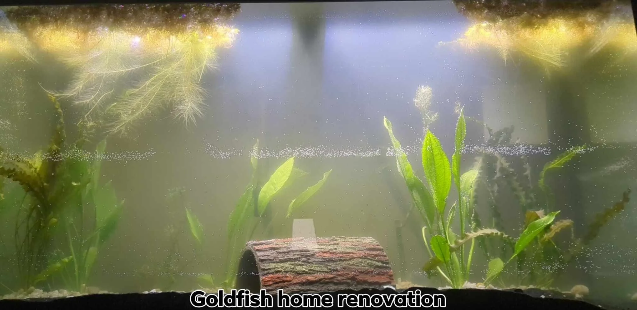 Aquascaping