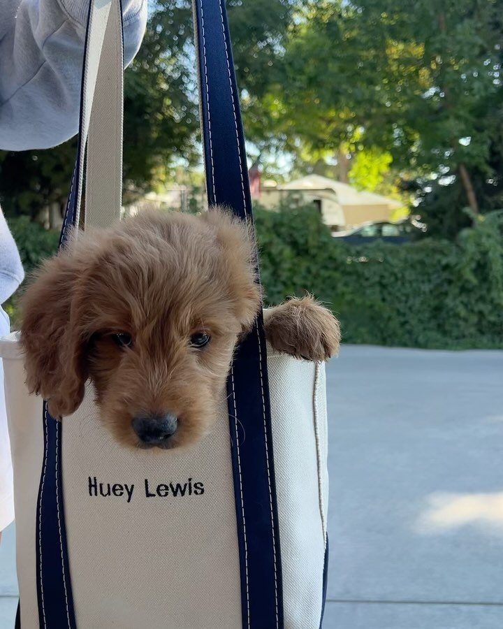 welcome home Huey. we love you soooooo much already!!!!!!!!!!!!!