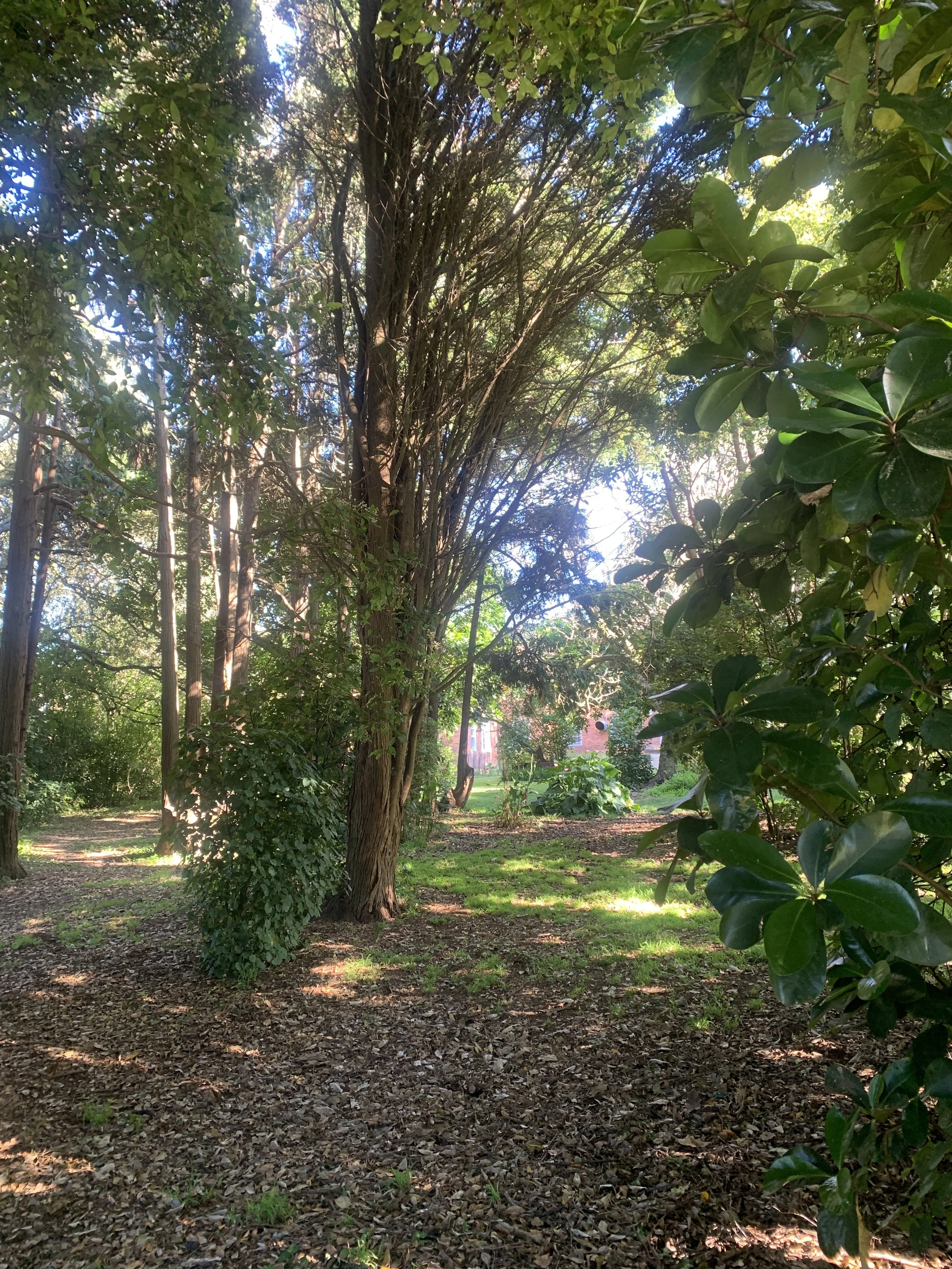 Birds, Trees &amp; Buttonholes