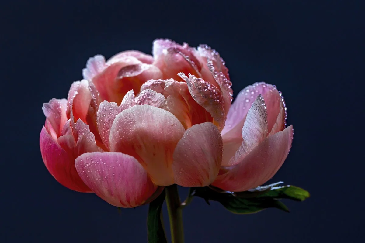 02 - BLUSH II - 48x32 - eva blue.jpg