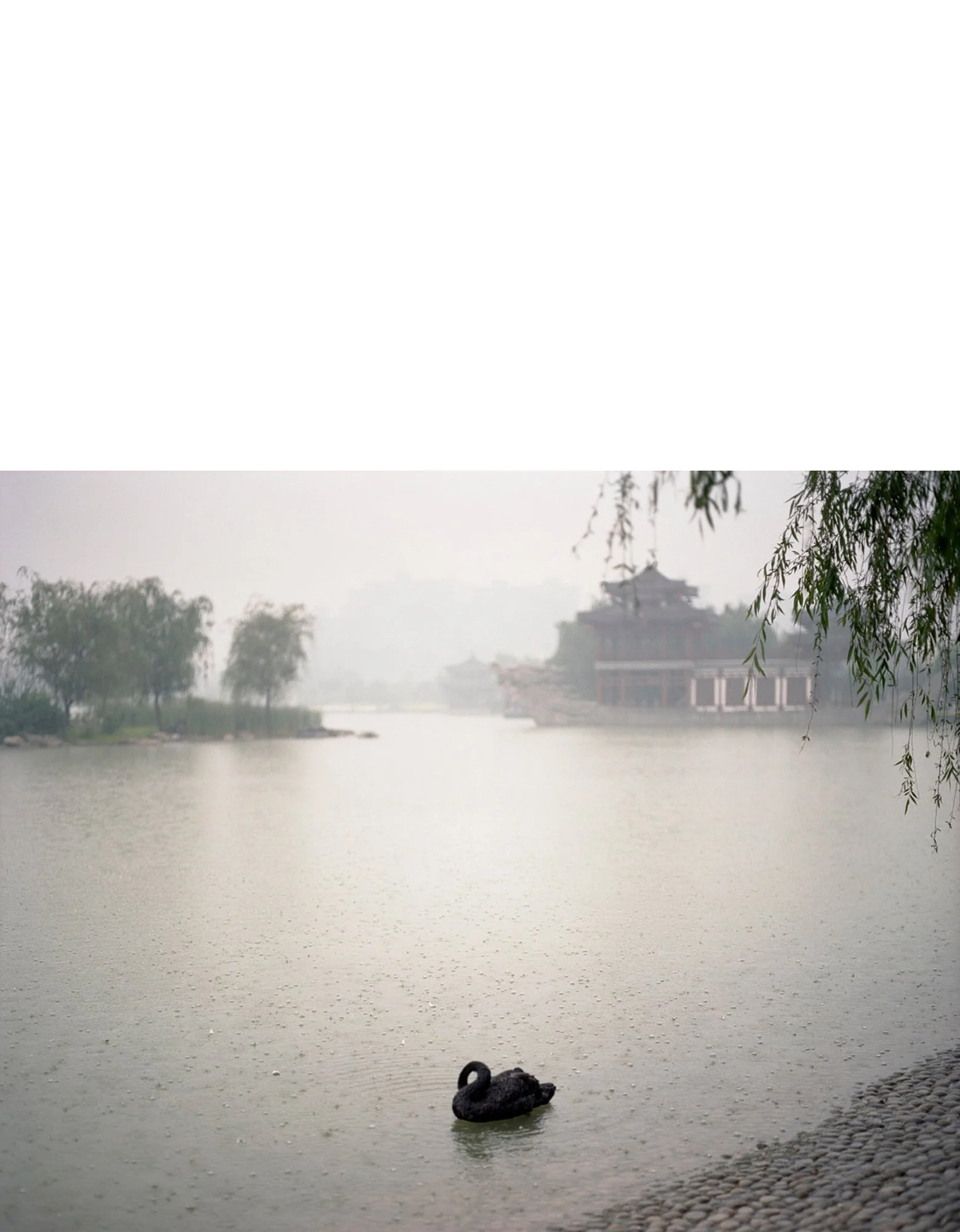 Swan,-Xi'an,-Shanxi-Province_v2.jpg