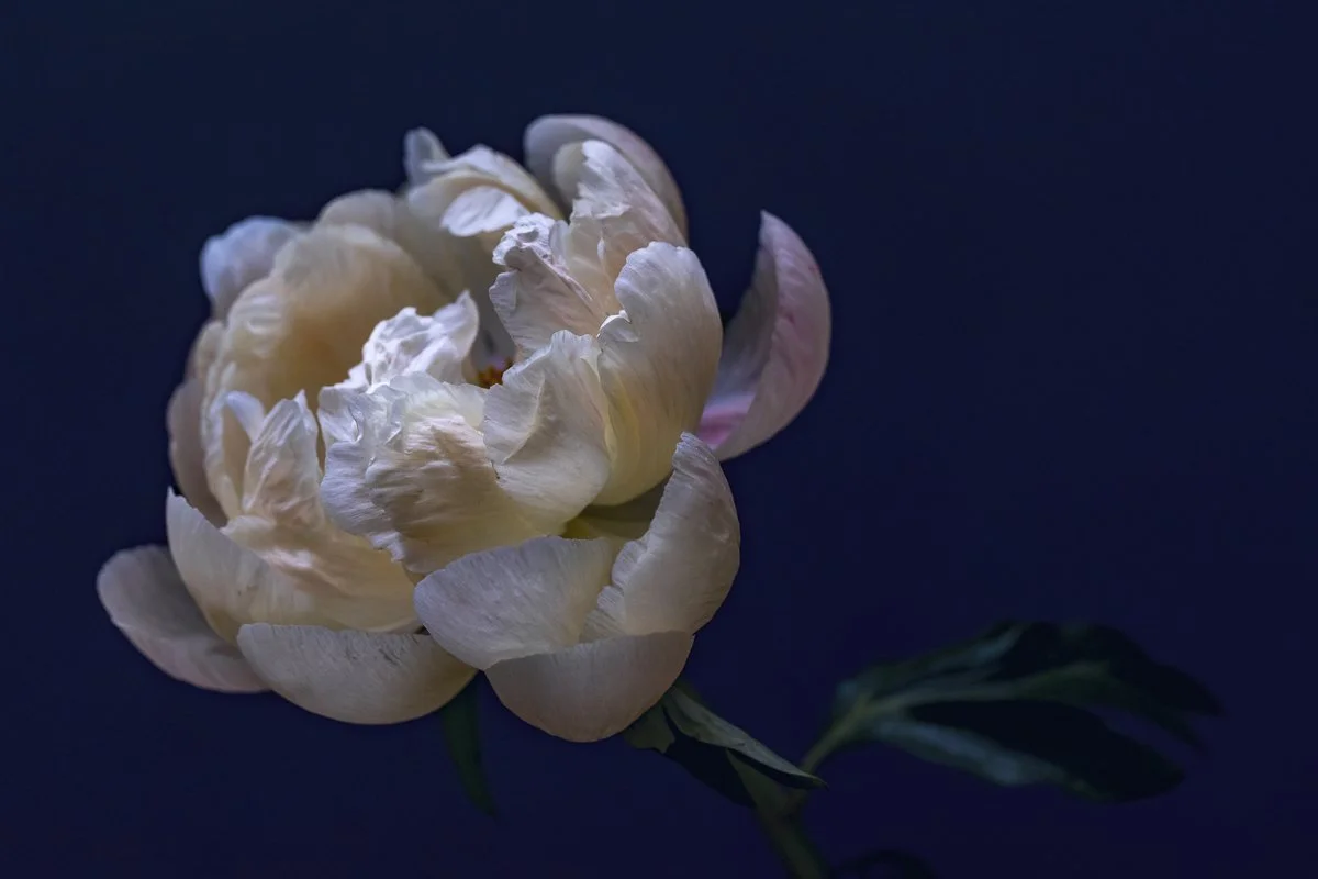 06 - BASHFUL II - 48x32 - eva blue.jpg