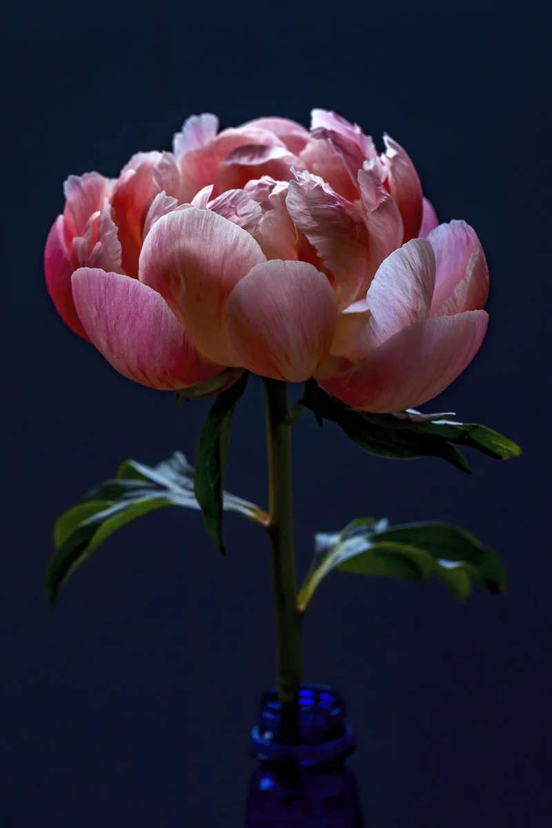 04 - BLUSH IV 32x48 - eva blue.jpg