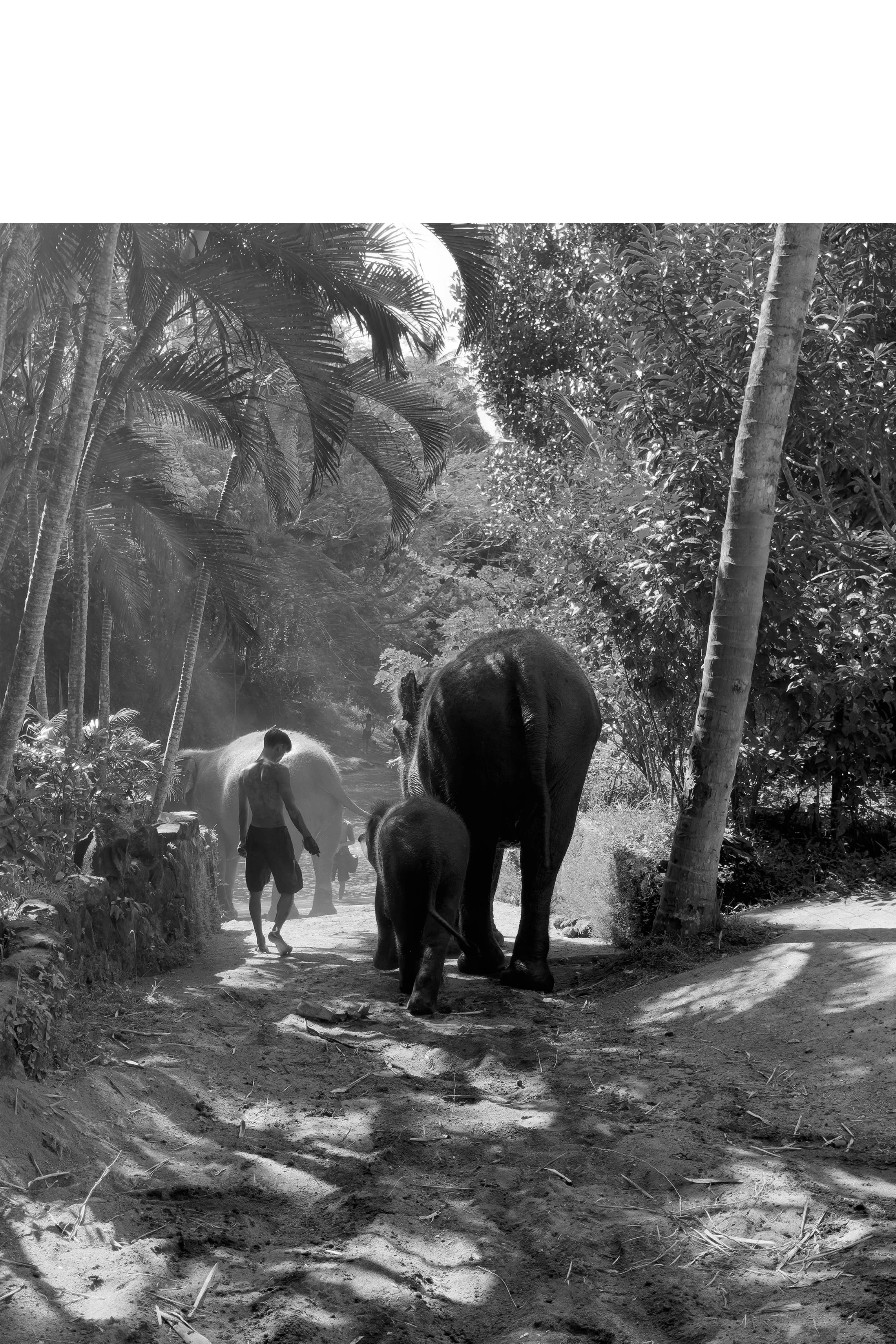 A-Walk-with-Elephants-by-Ruben-Tomas_01_v2.jpg