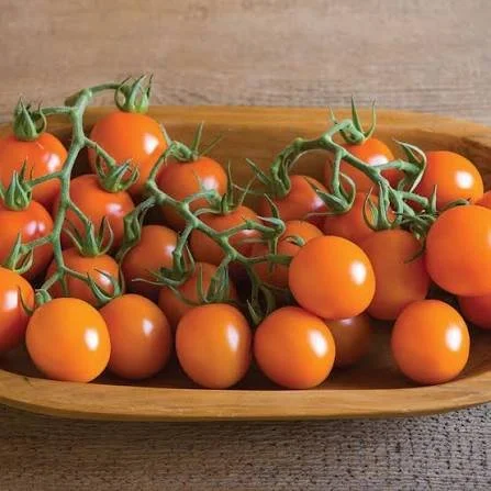 Sun gold- Grafted CHERRY