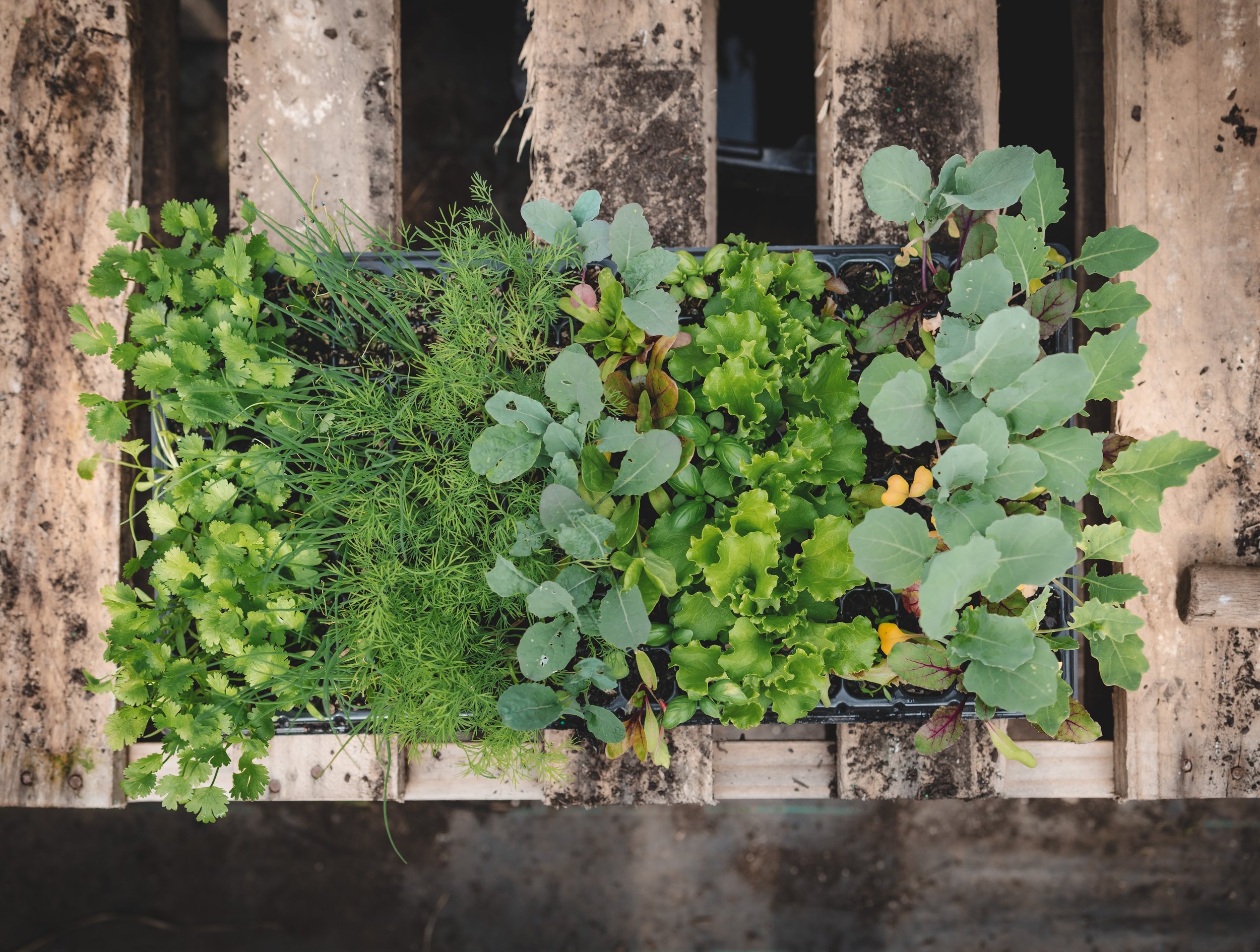 Home Harvest — Summer & Autumn