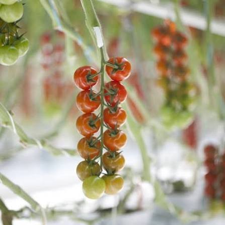 Tastery - Grafted CHERRY