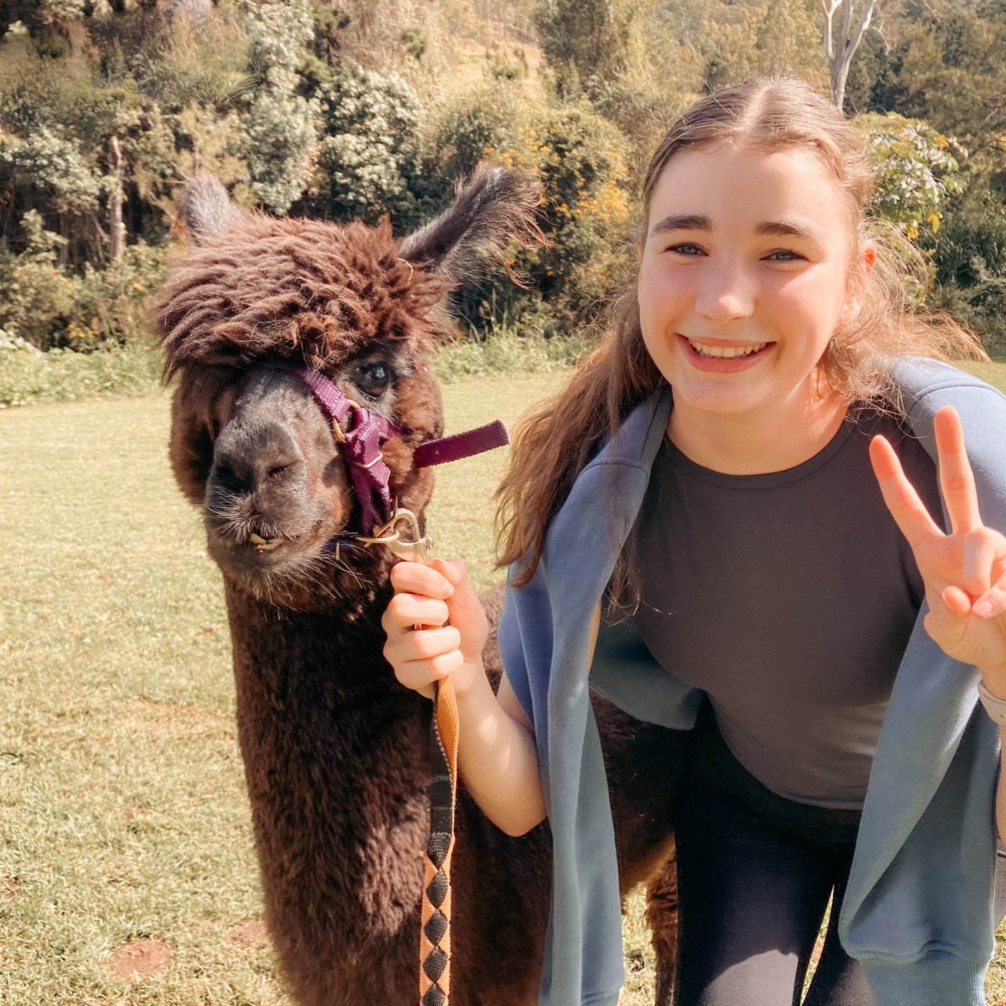 Visiting an alpaca farm! 🦙

This week while on holidays in Queensland, I visited the Mountview Alpaca Farm! I loved seeing these adorable wooly animals in real life.

I love alpaca yarn because it's so soft and fluffy and warm for Winter. Unfortunat