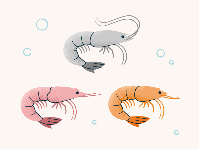 types-of-shrimp.png
