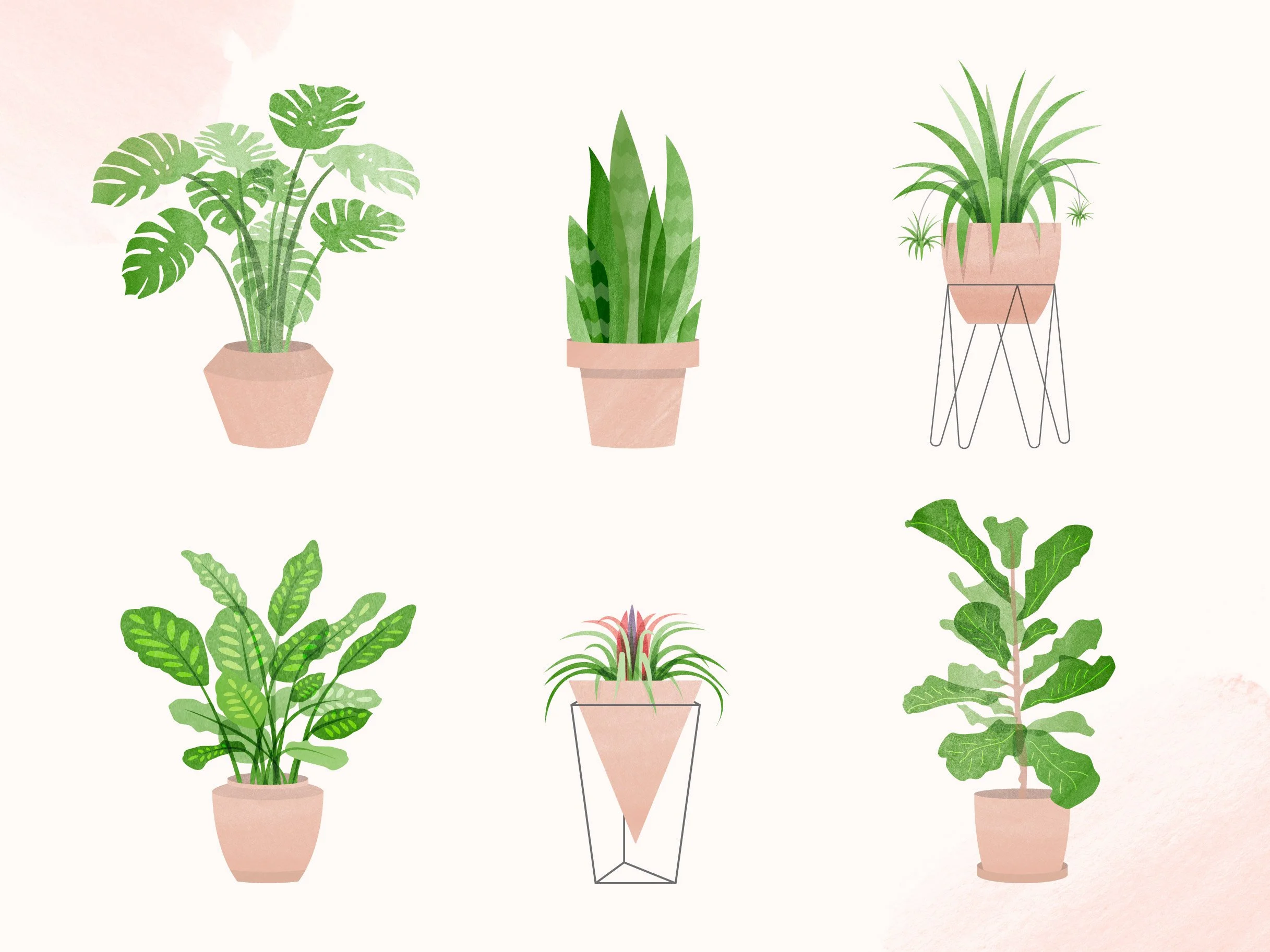 types-of-plants-large.jpg