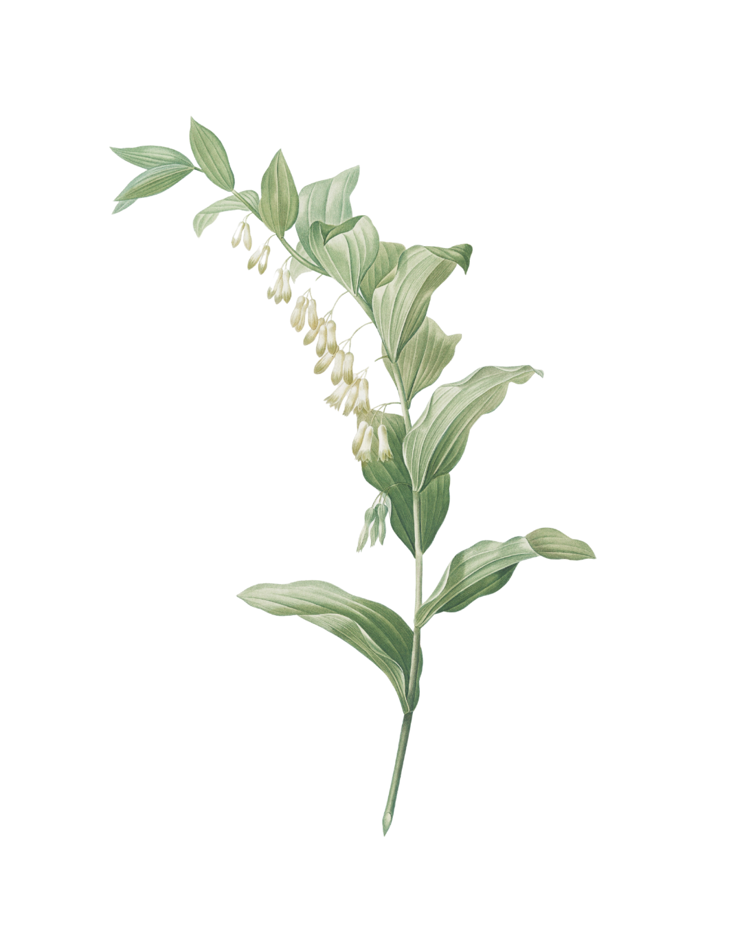 Botanical illustration with balanced leaf structure and soft green tones, used as a calm and supportive visual for bowel care training in aged care
