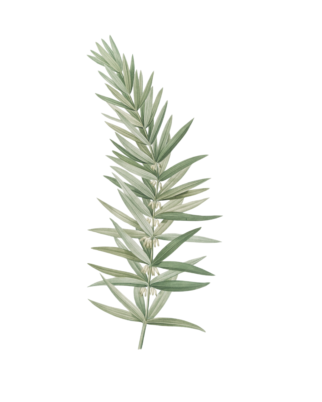 Minimal botanical illustration of a linear leaf stem with soft green tones, used as a calm and supportive visual for breathlessness care training