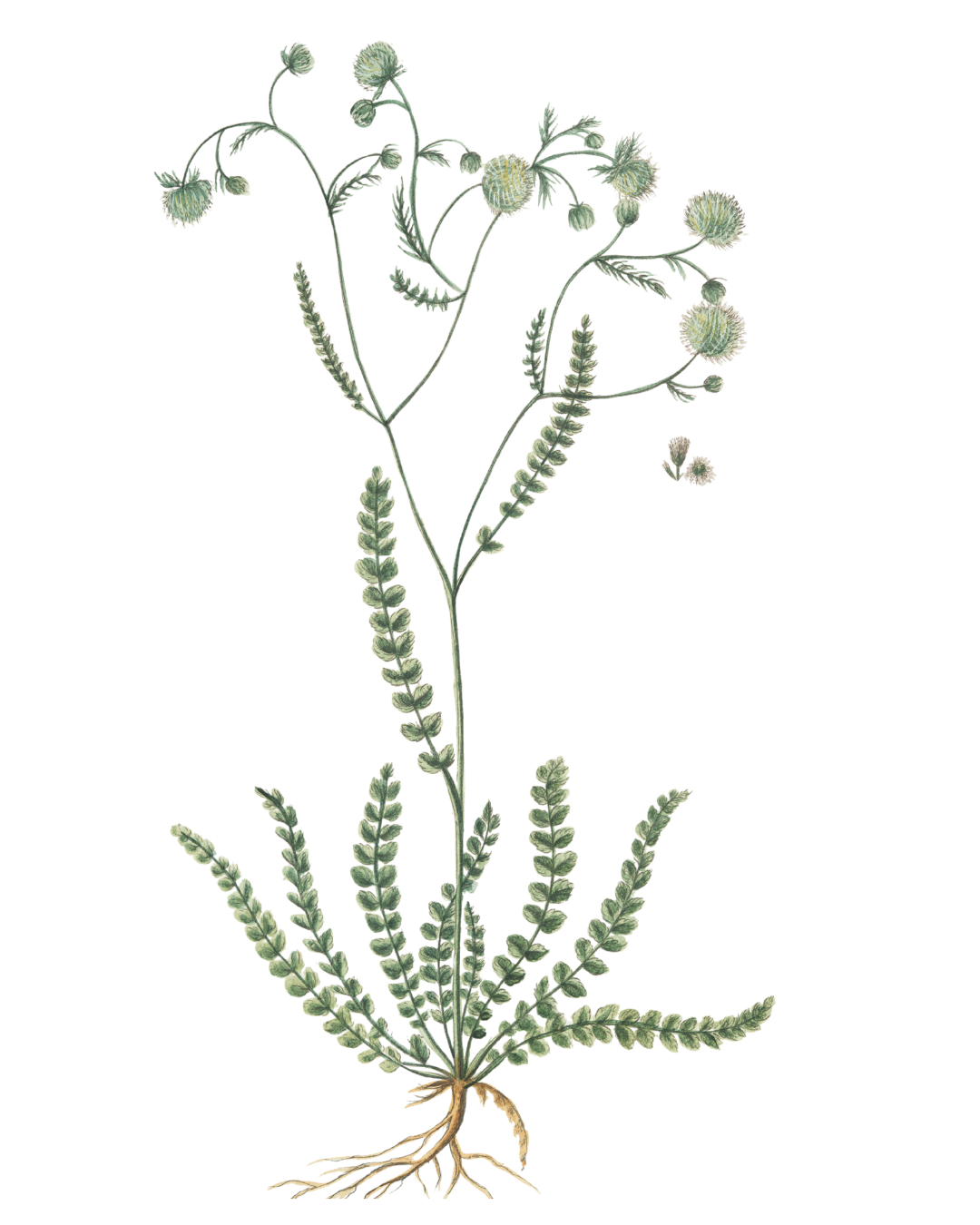 Detailed botanical illustration of a wildflower with visible roots and soft green foliage, representing natural structure and calm in healthcare education materials