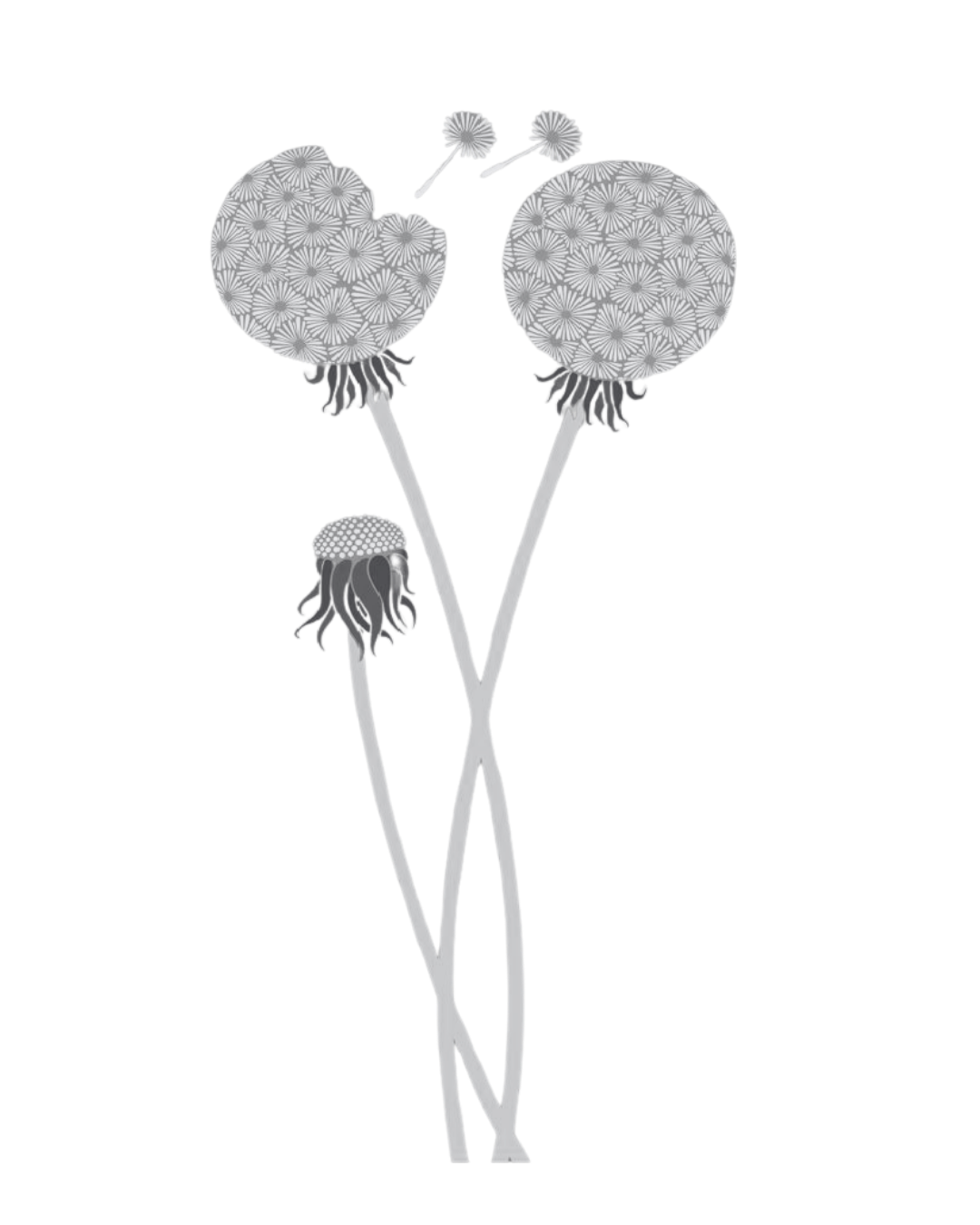 A gentle dandelion vector symbolising reflection, choice and planning ahead for future healthcare wishes.