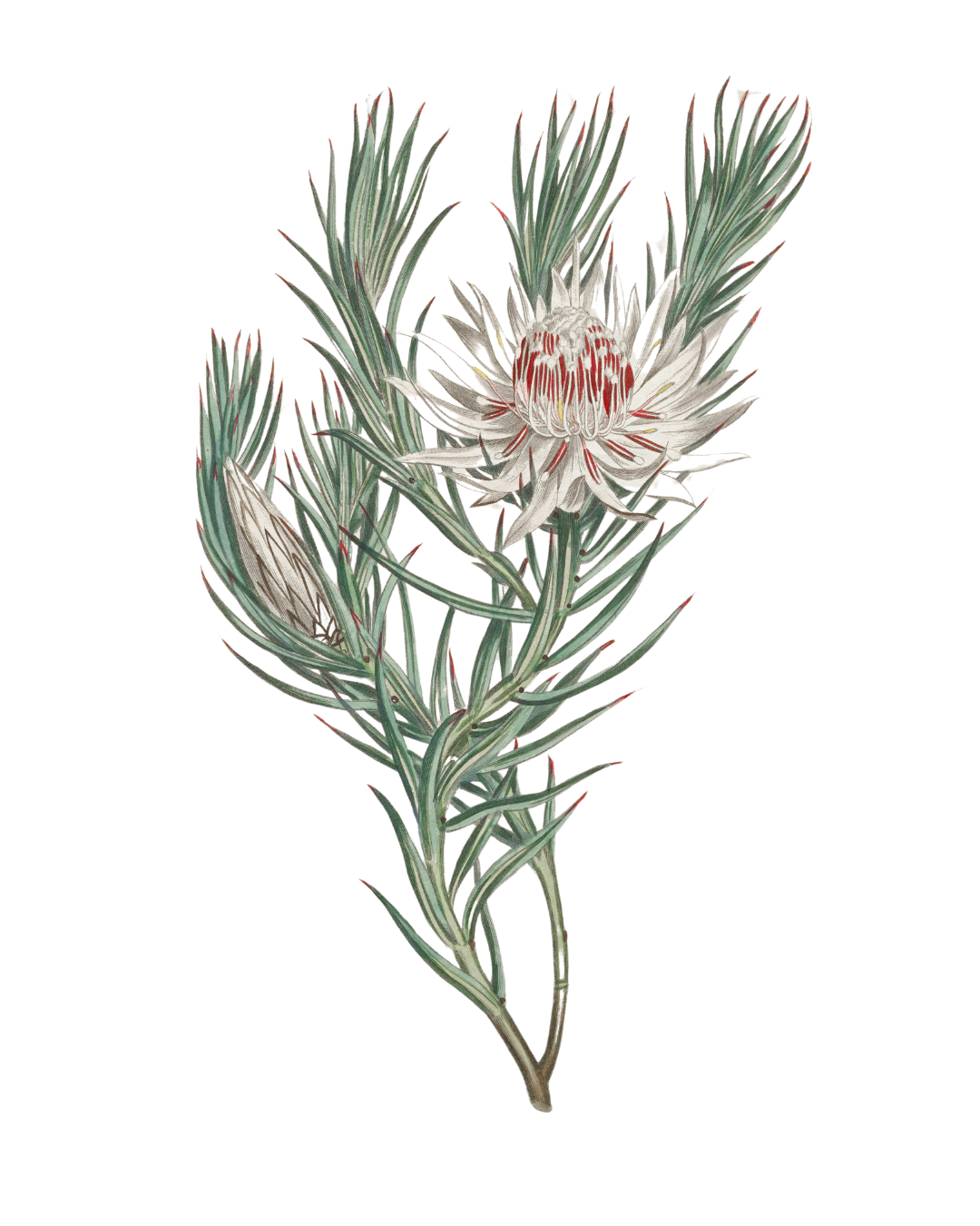 Botanical illustration of a native flowering plant with structured leaves and soft tones, used as a calming visual for palliative care training content