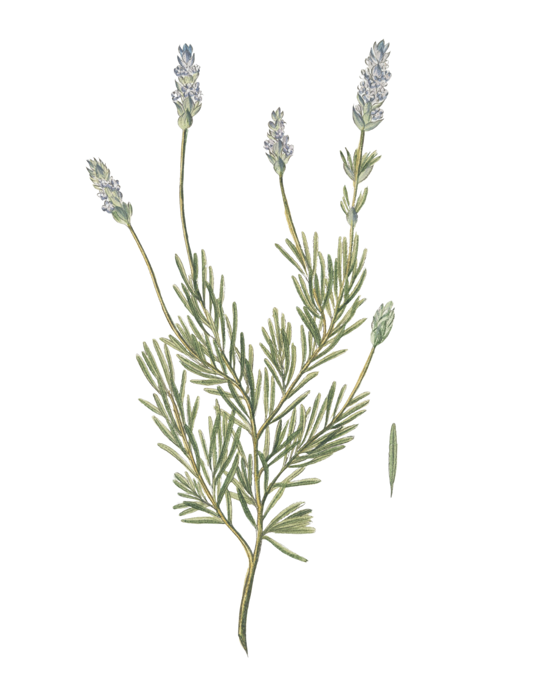 Soft botanical illustration of a lavender-style plant with fine stems and muted green tones, used as a calming visual in aged care training content
