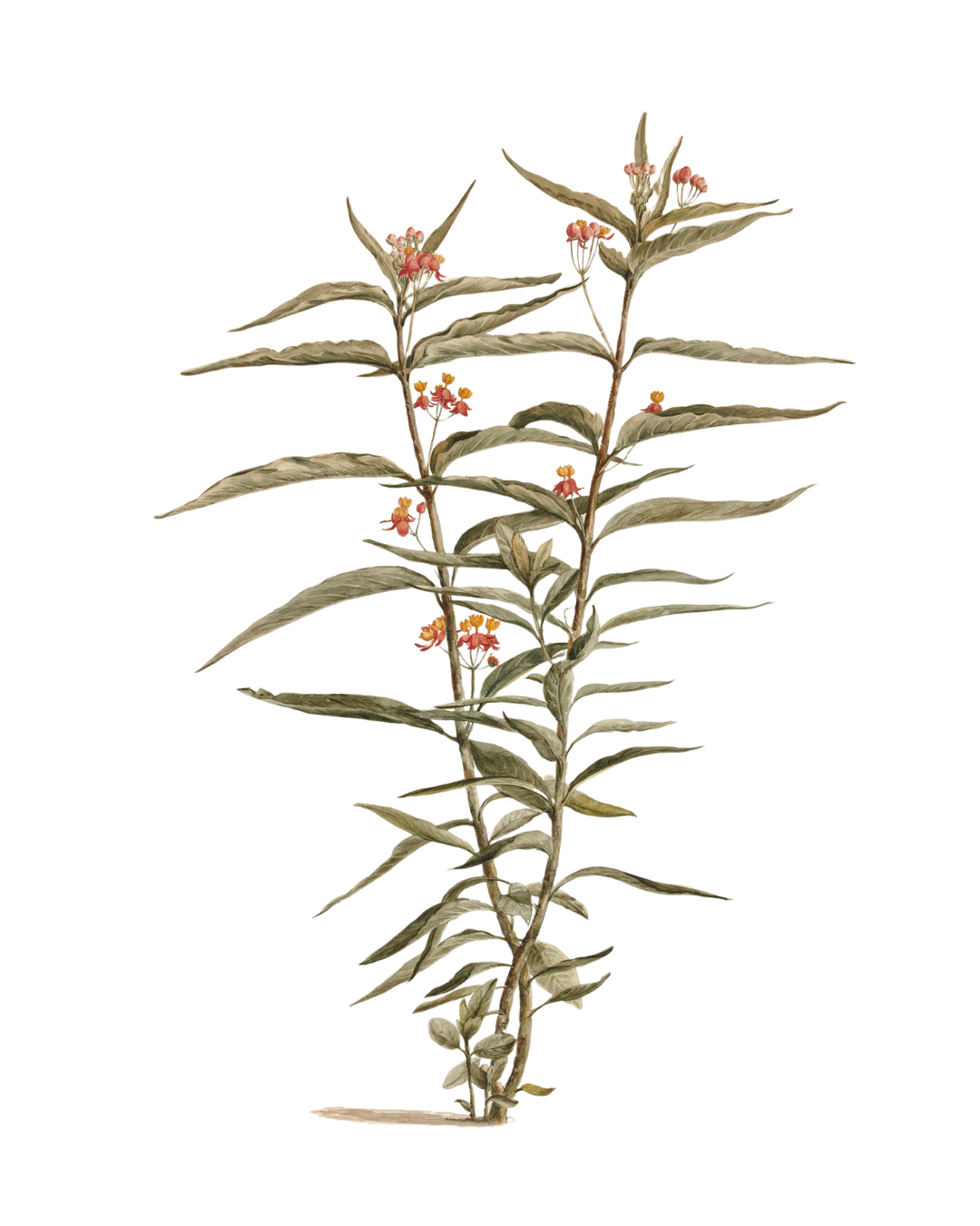 Minimal botanical illustration of a tall stem with small blossoms and soft green tones, used as a calm and reflective visual for recognising deterioration in aged care training