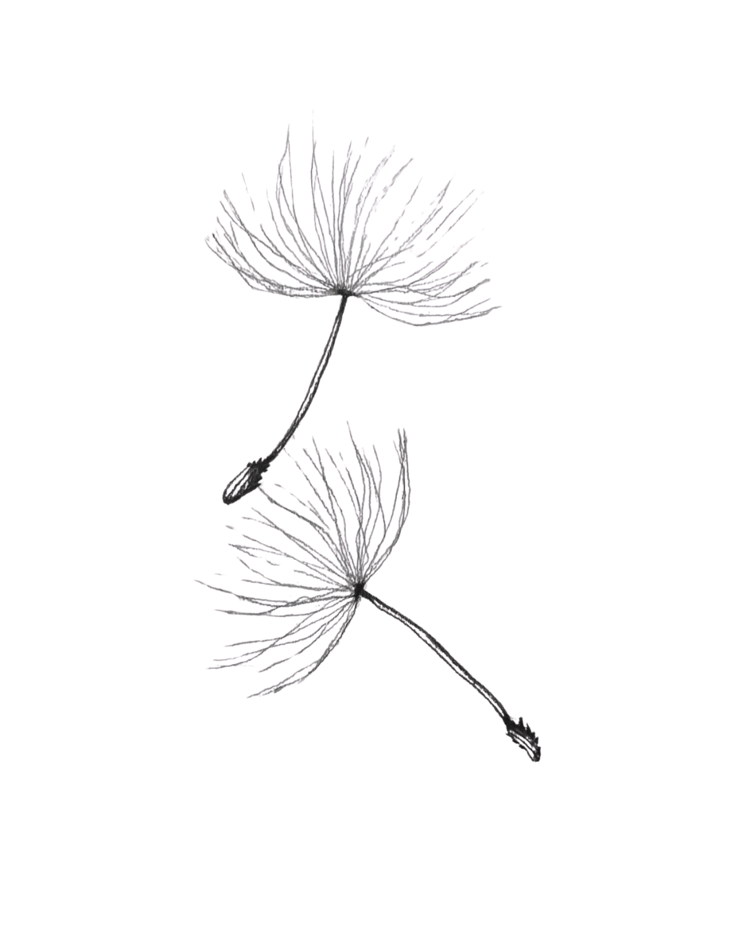 A peaceful dandelion vector symbolising dignity, thoughtful choices and conversations about future healthcare wishes.