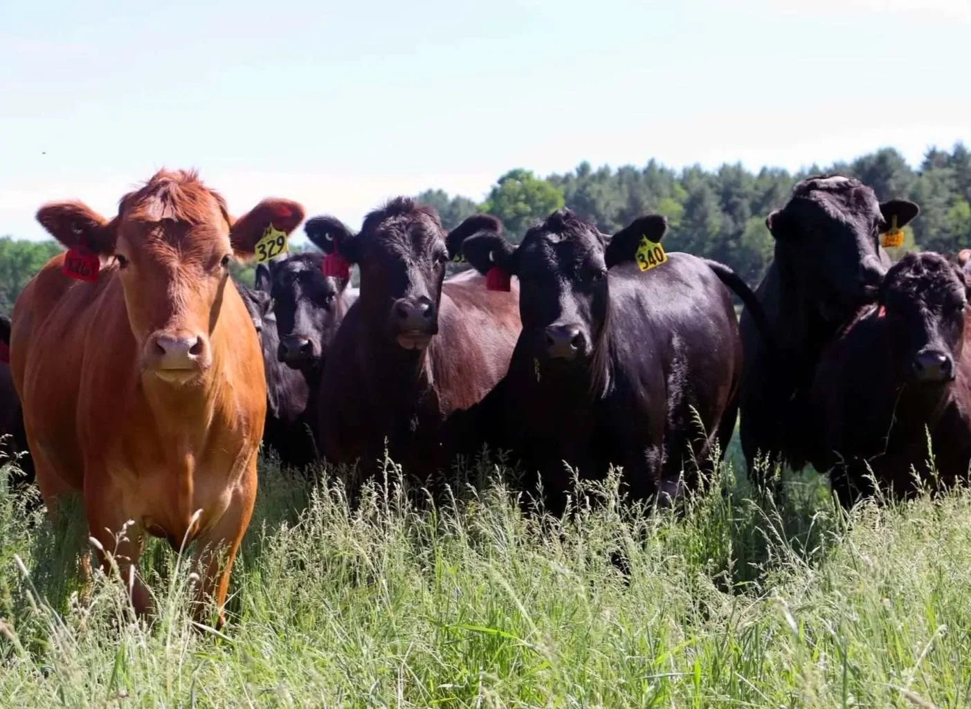 How to Pronounce Wagyu Beef — Brook Farm LLC